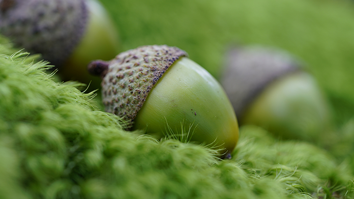 A green acorn with a brown cap sits on fuzzy green moss