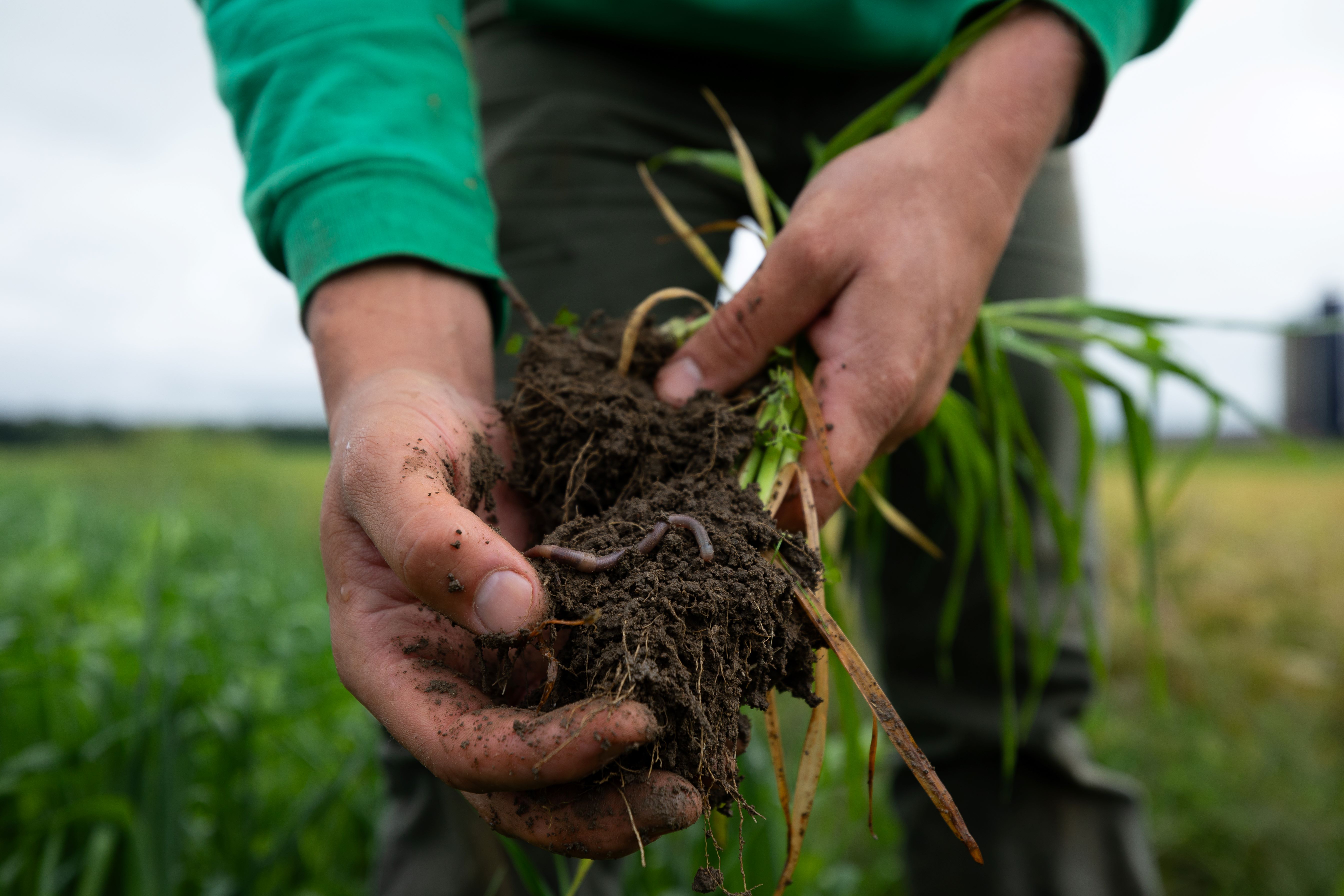 Hands holding a clump of dirt with a worm in it.