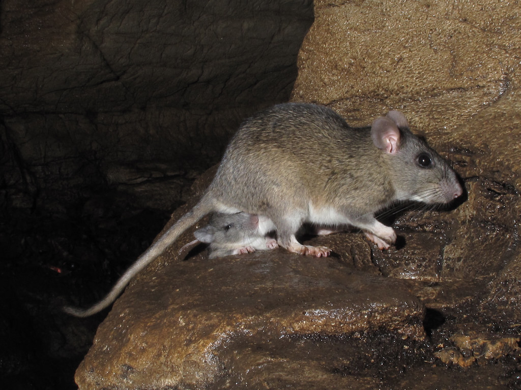 A small brown rat stands on the west surface of a rock.