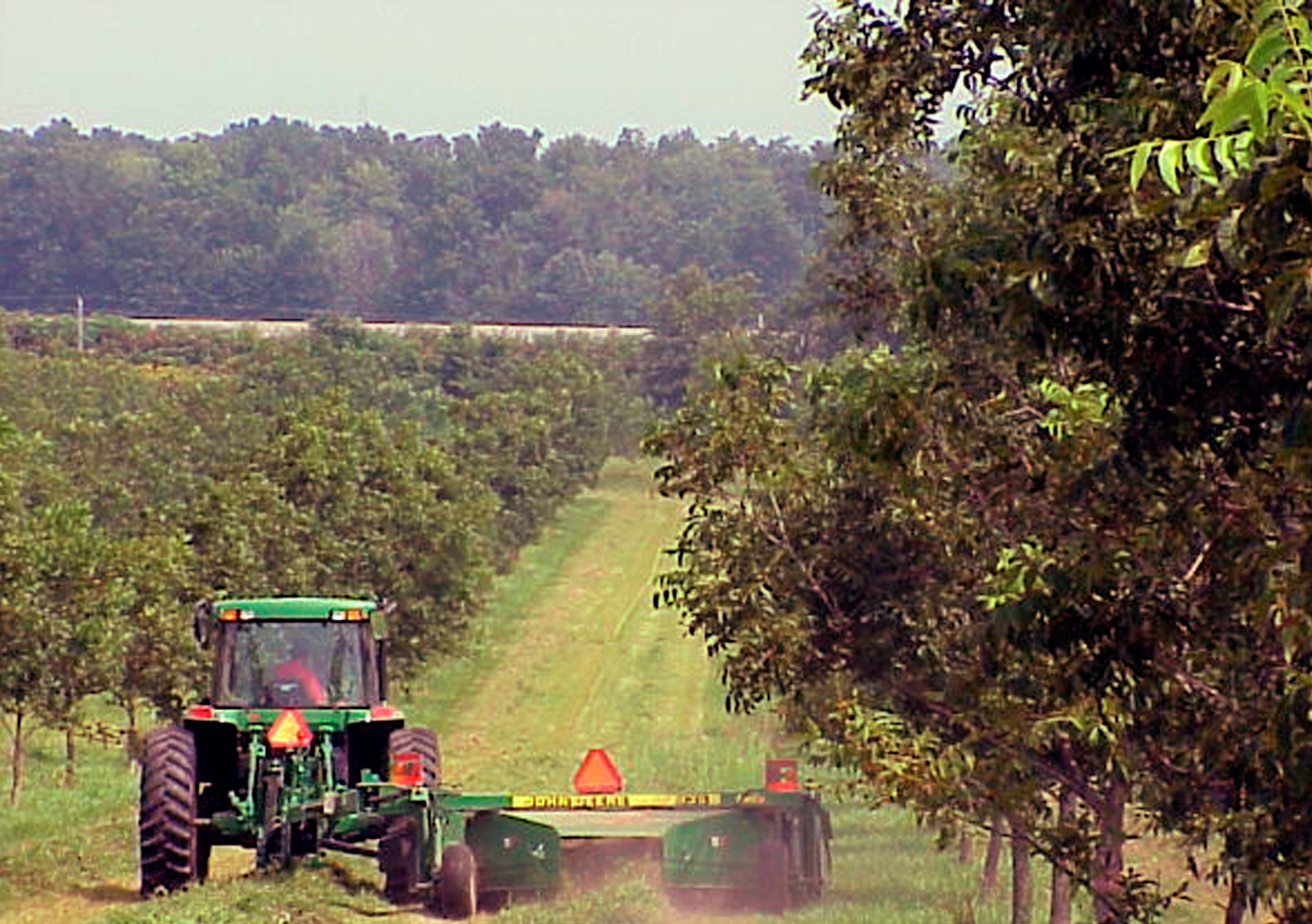A green tractor rides past a stand of leafy trees.