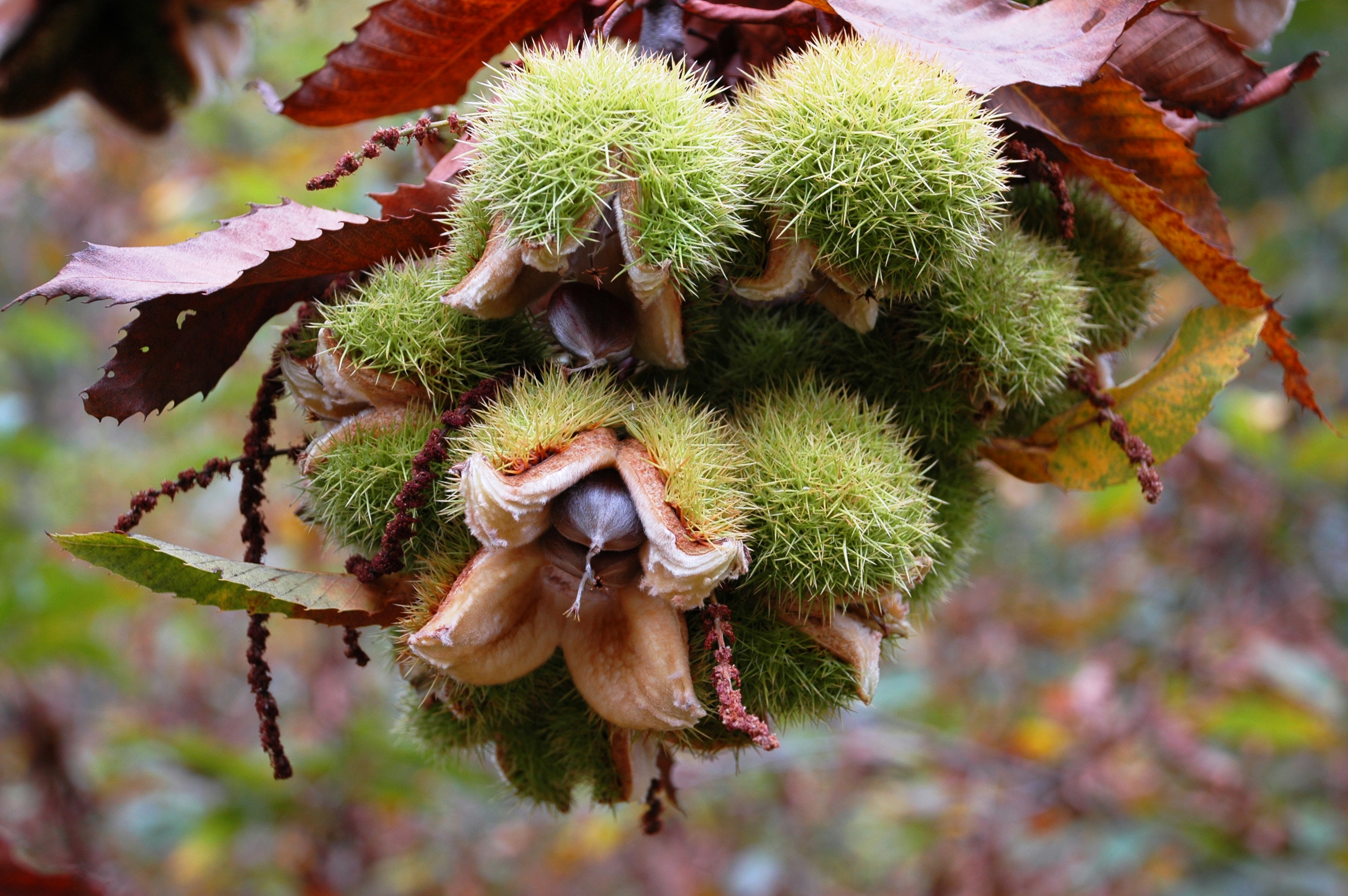 Chestnuts are nestled in spikey seed pods.
