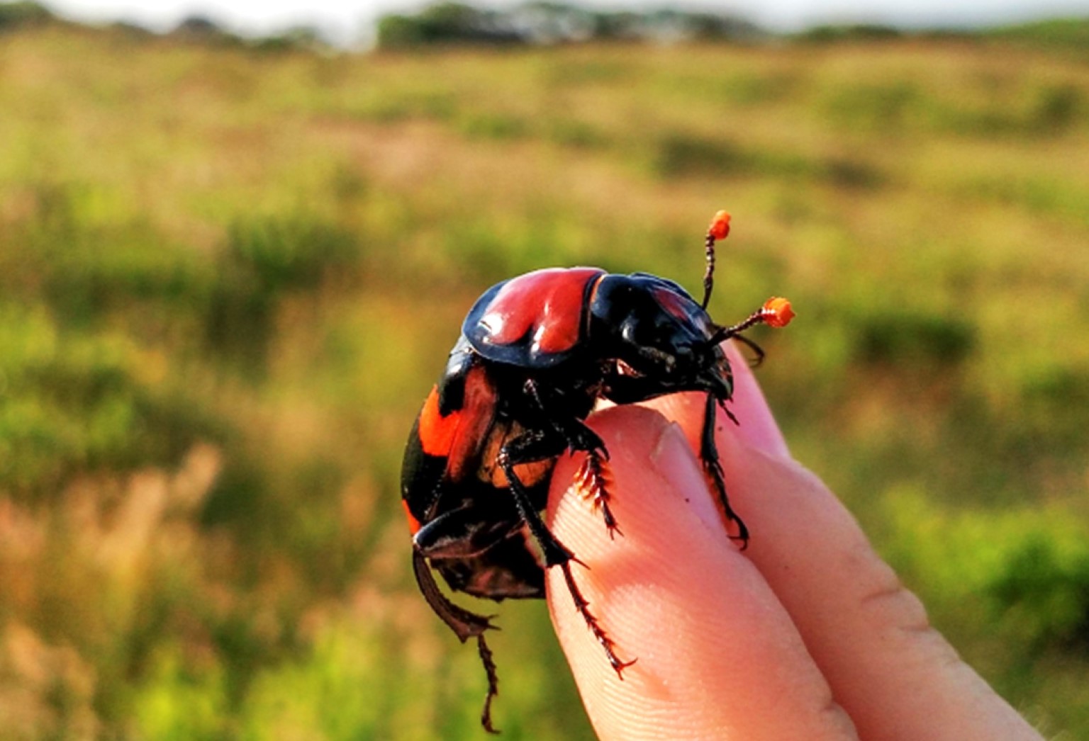 A large, shiny black-and-orange beetle held between two fingers against grassy backdrop.