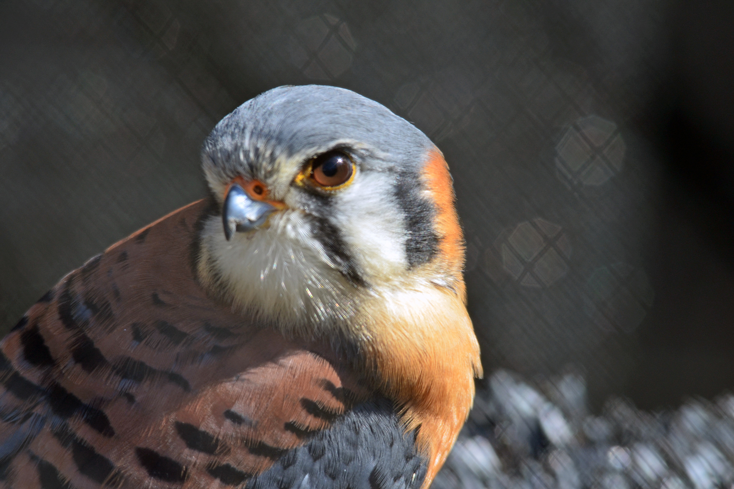 A gray, orange and white bird is featured in a close-up photograph.