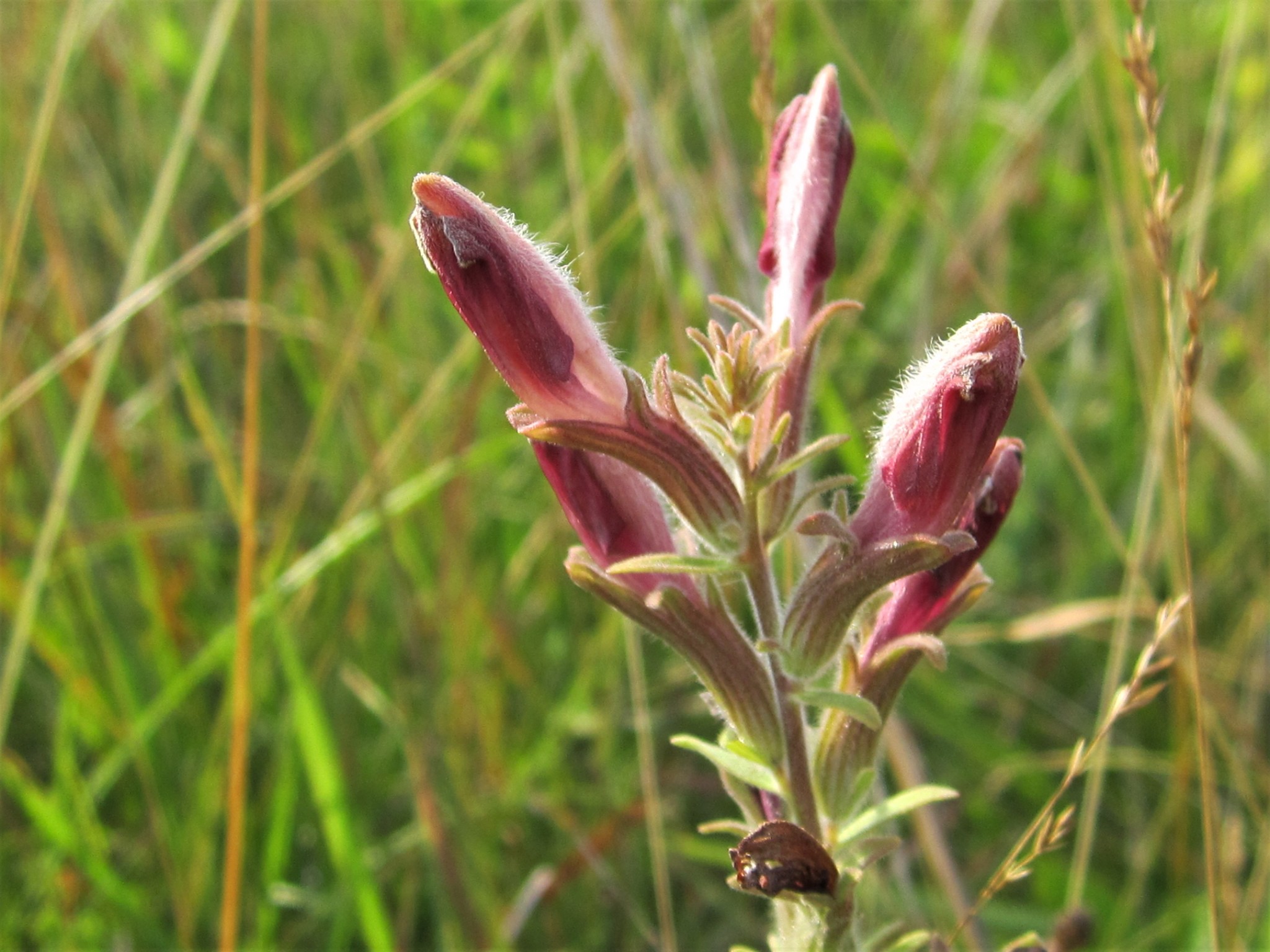 A delicate plant, with small brown bulbs at the top, emerge from a grassy landscape.