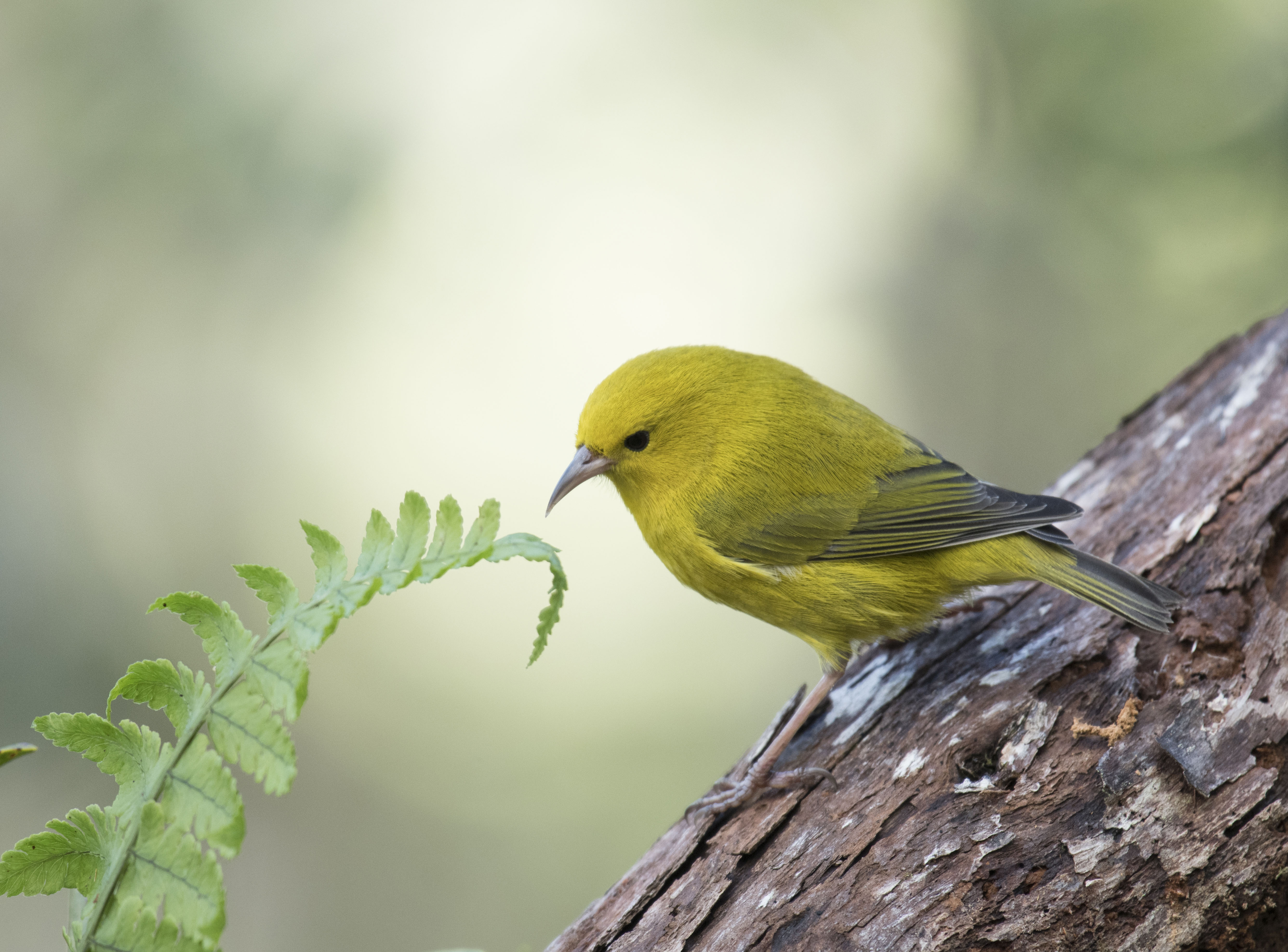 The Anianiau is the smallest of the Hawaiian honeycreepers.