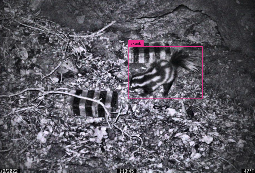 A skunk caught on camera trap at night.