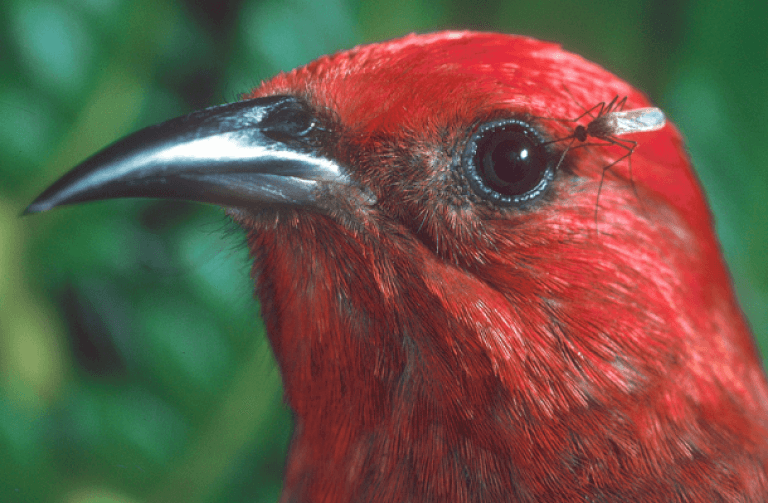 An ʻApapane has a mosquito on its eye.