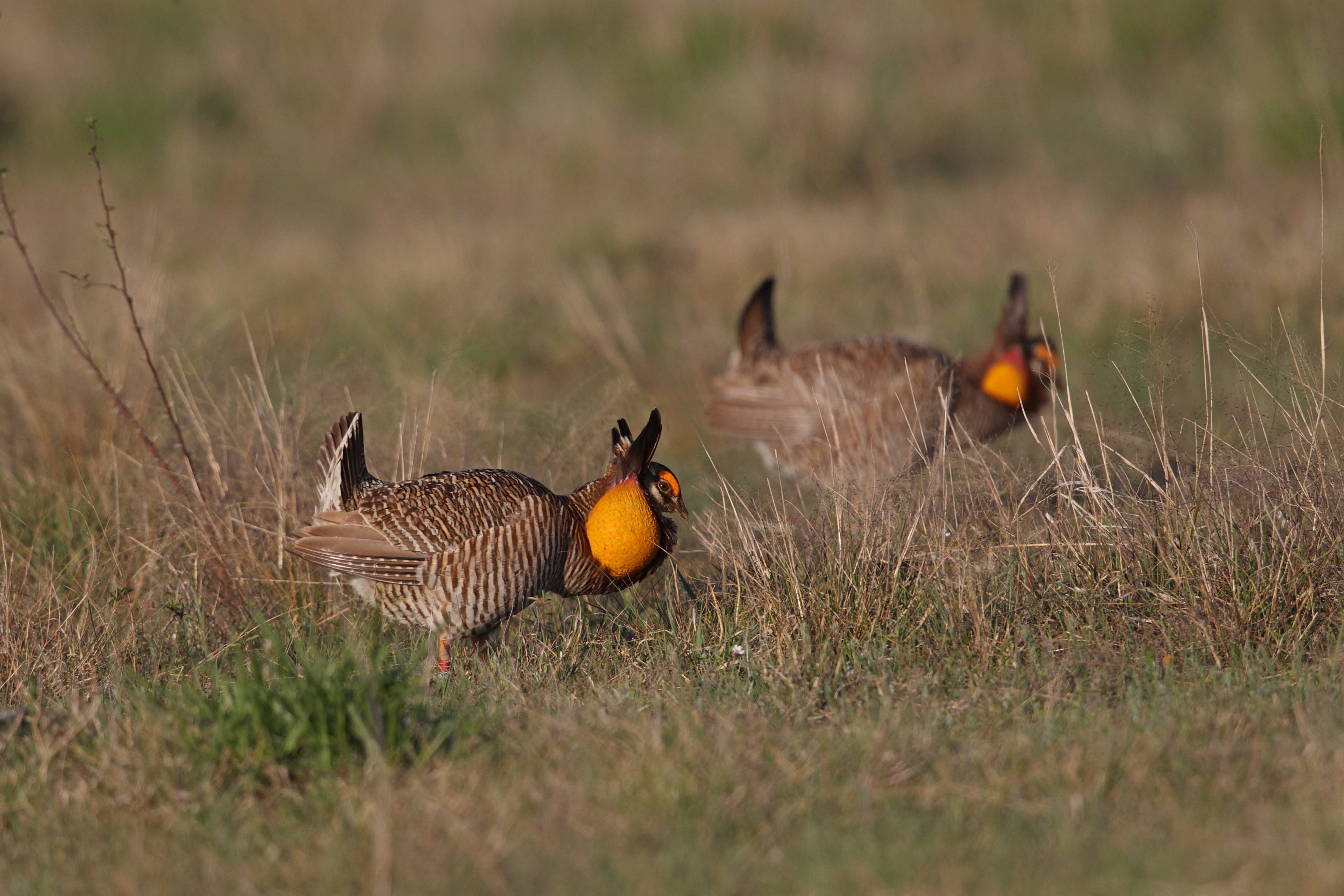 Two Attwater's prairie chickens stand in tallgrass.