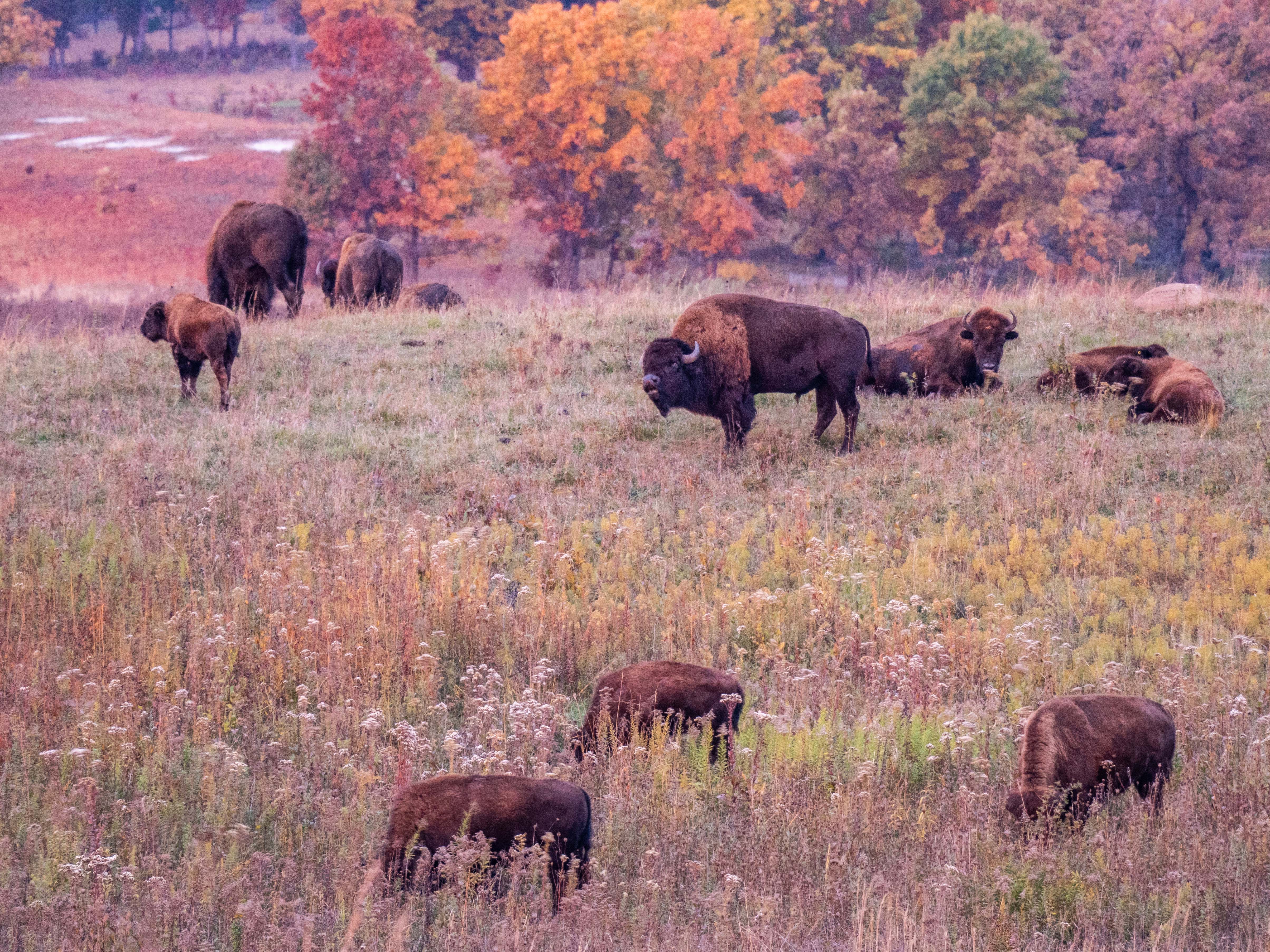 Bison herd in fall colors.