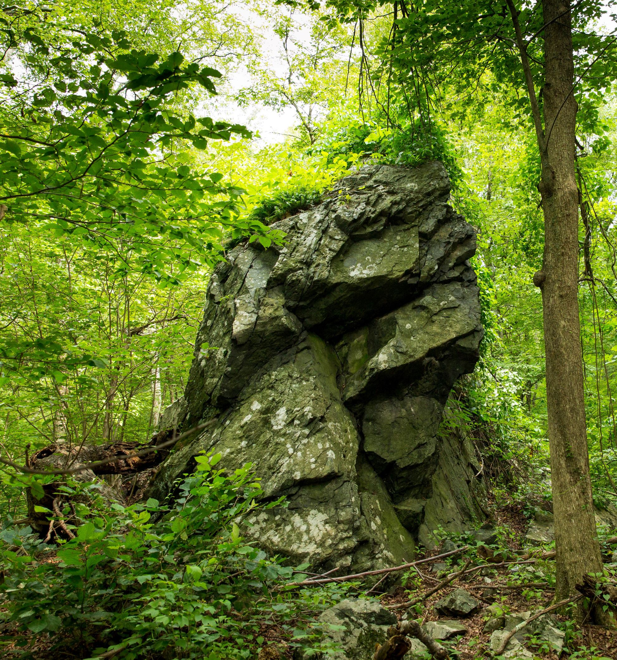 A chiseled outcropping of dark gray rock in a forest. 