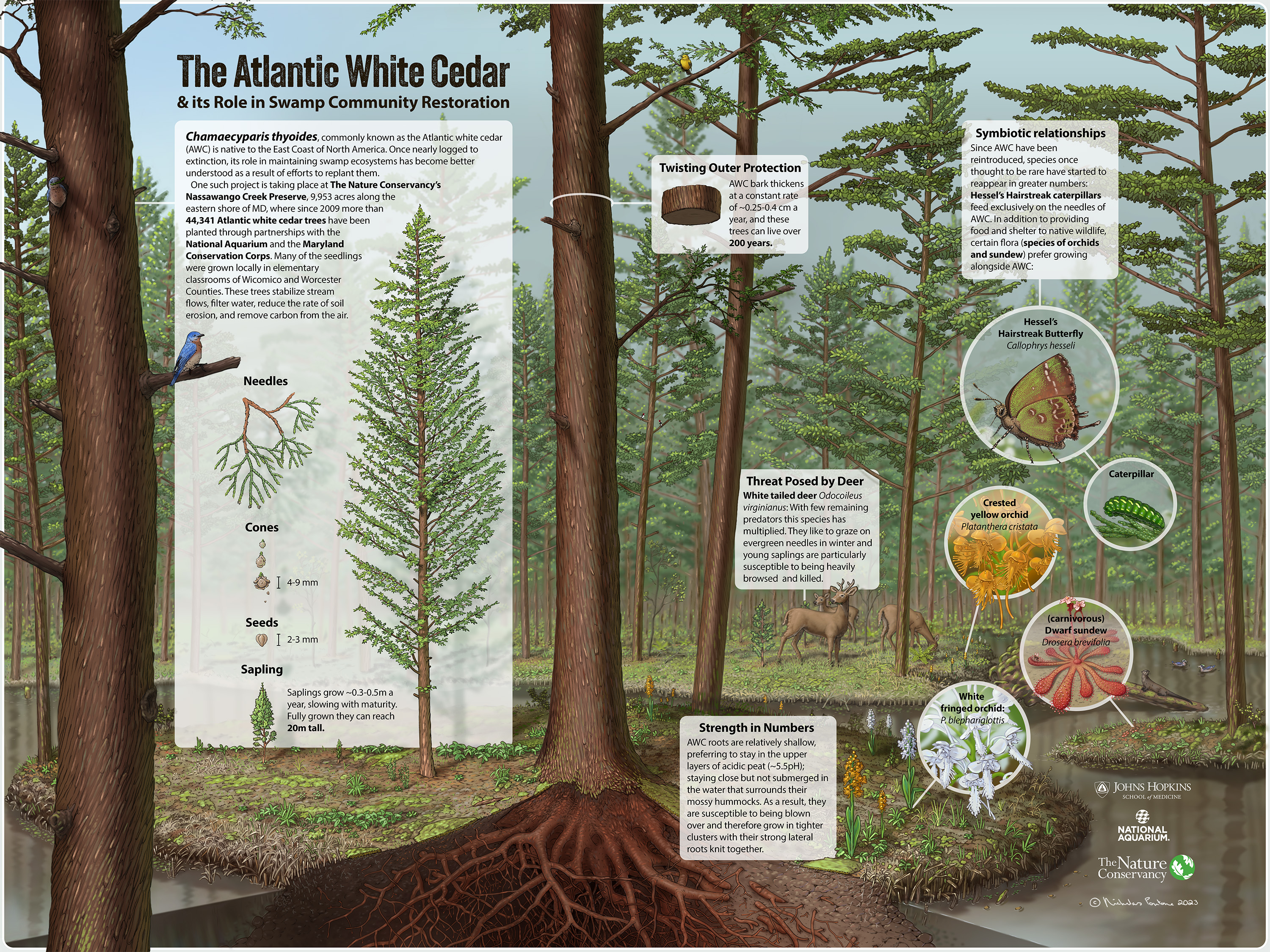 Atlantic White Cedar