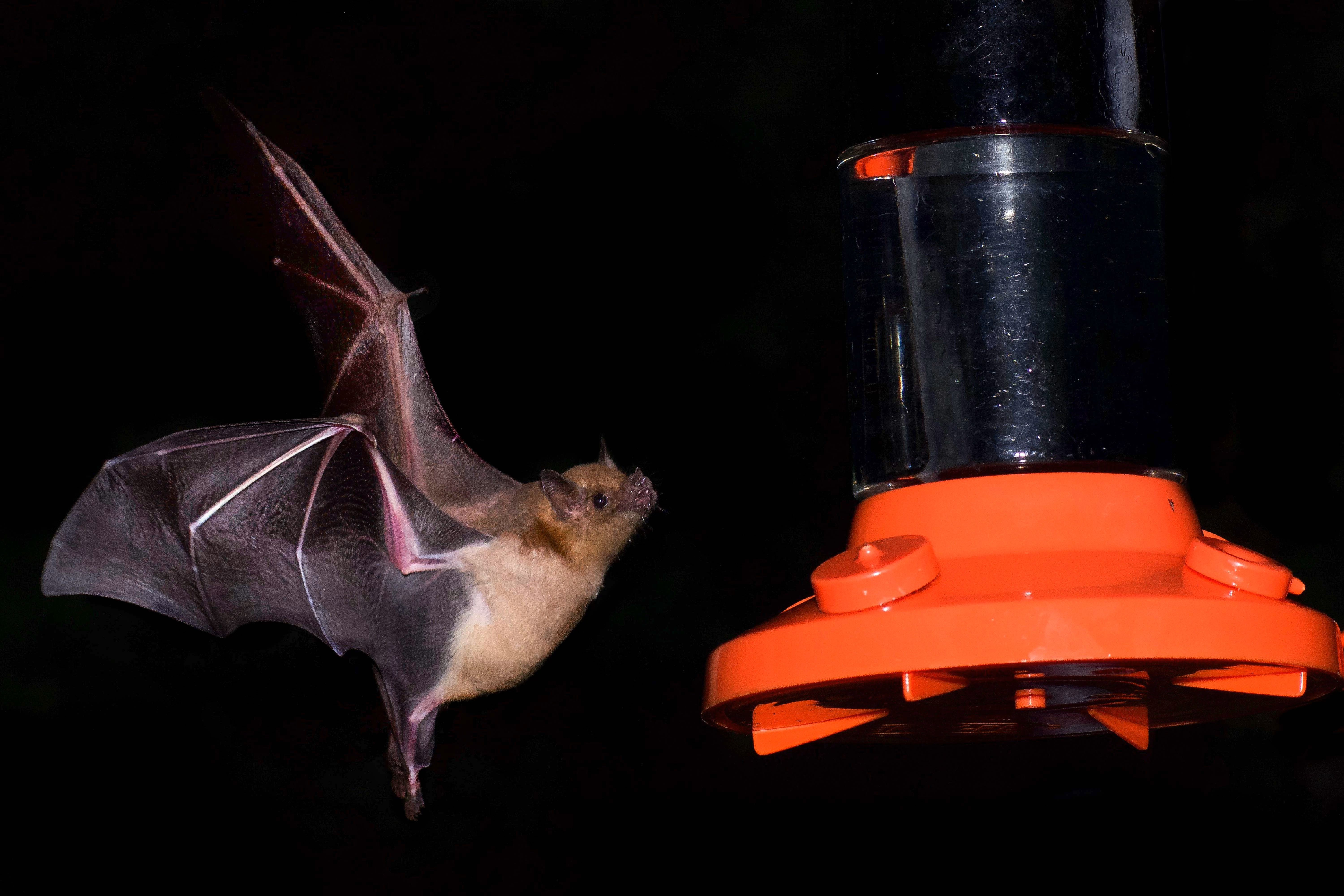 A bat visits a bird feeder.
