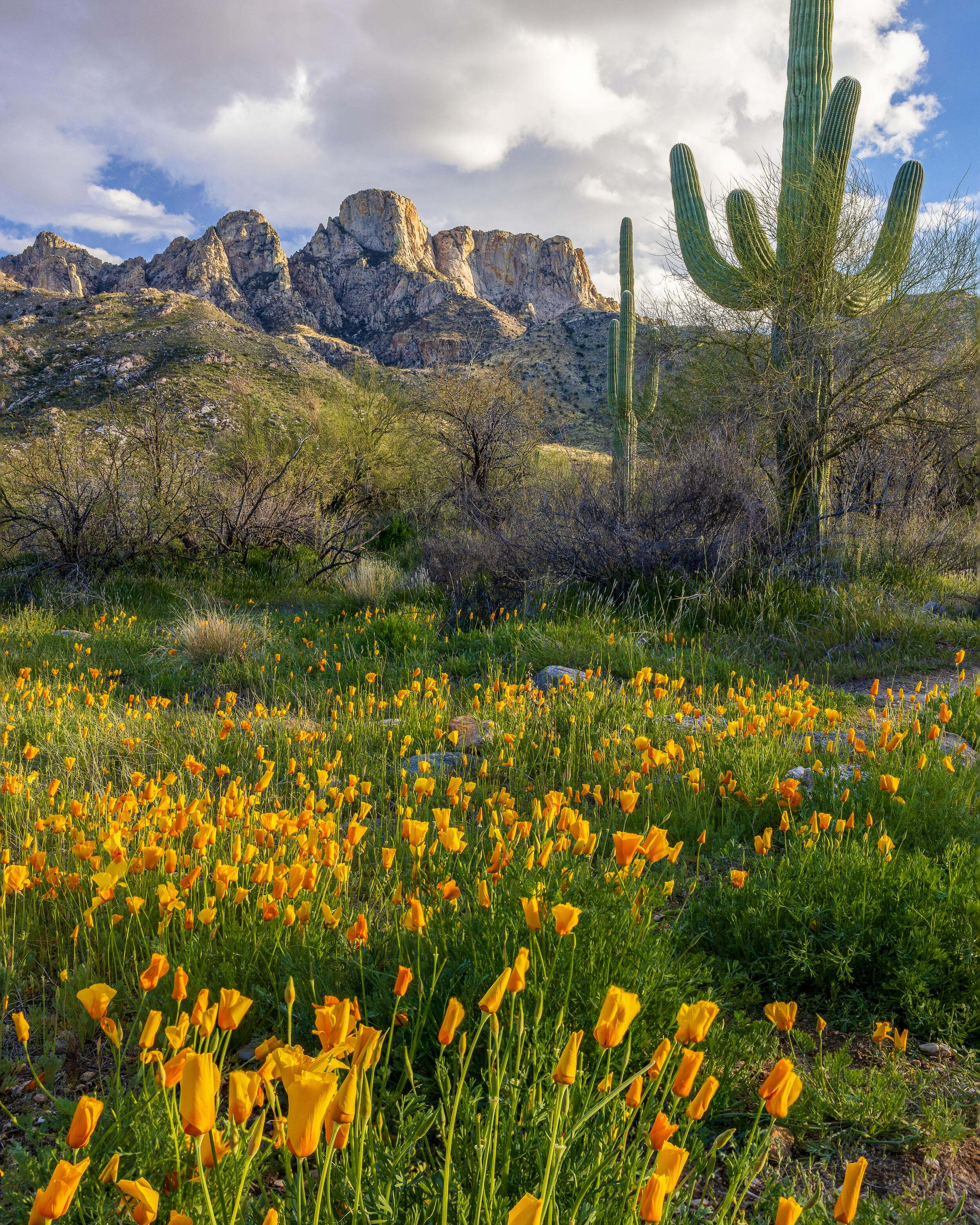 Gold poppies growing in a field with cacti and mountains in the background.