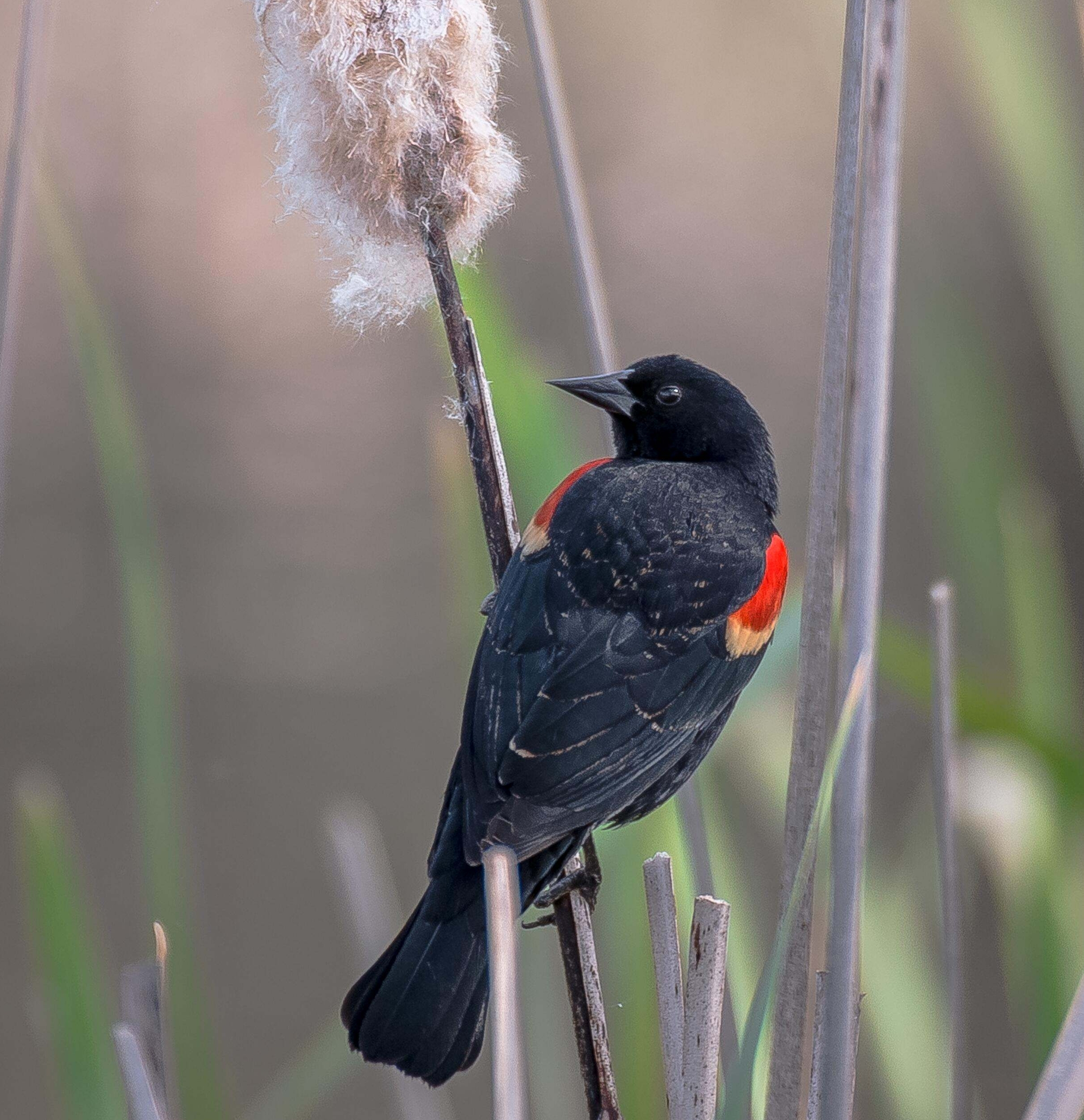 Closeup of a black bird sitting on a branch.