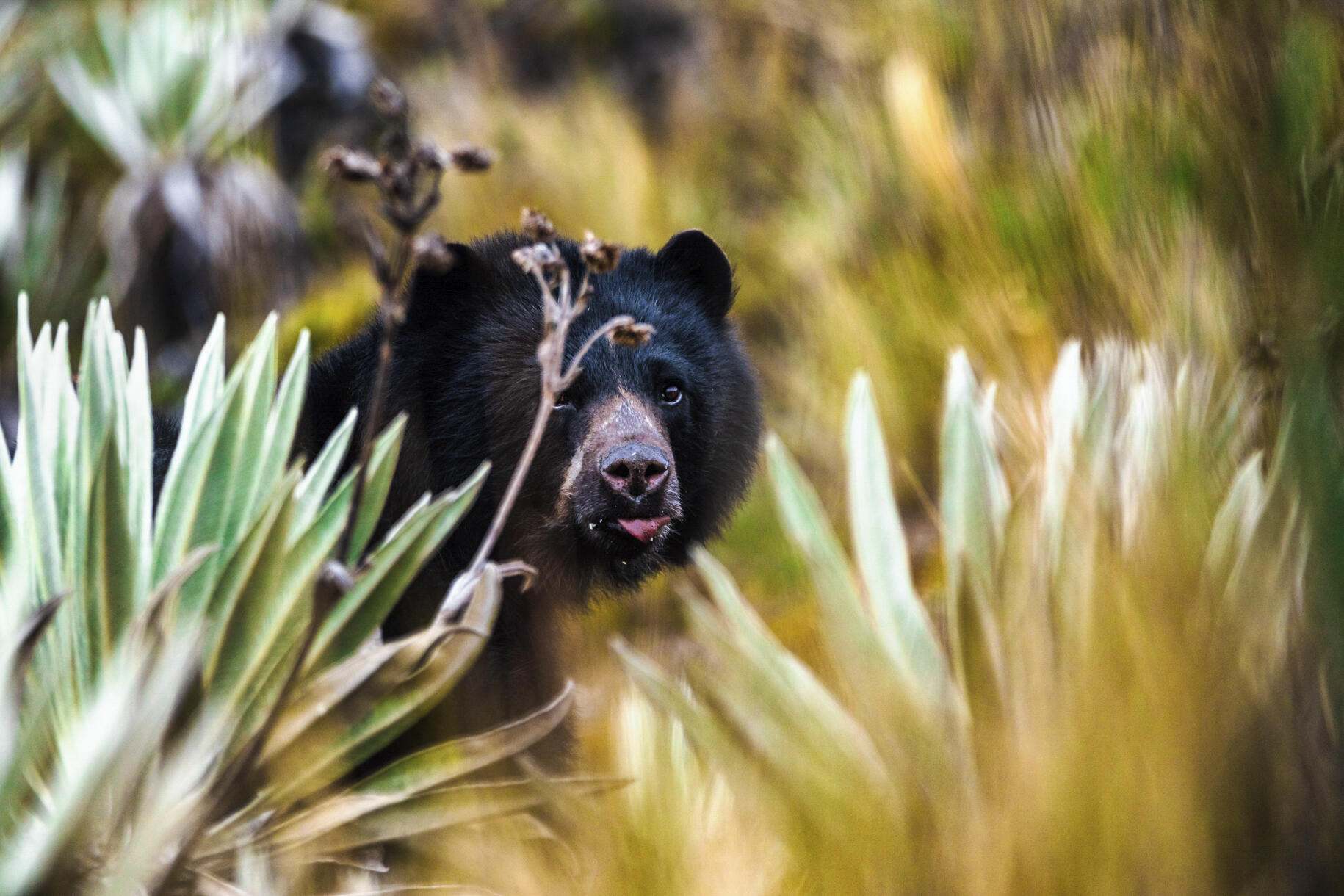 Bear in frailejon bears paramos.