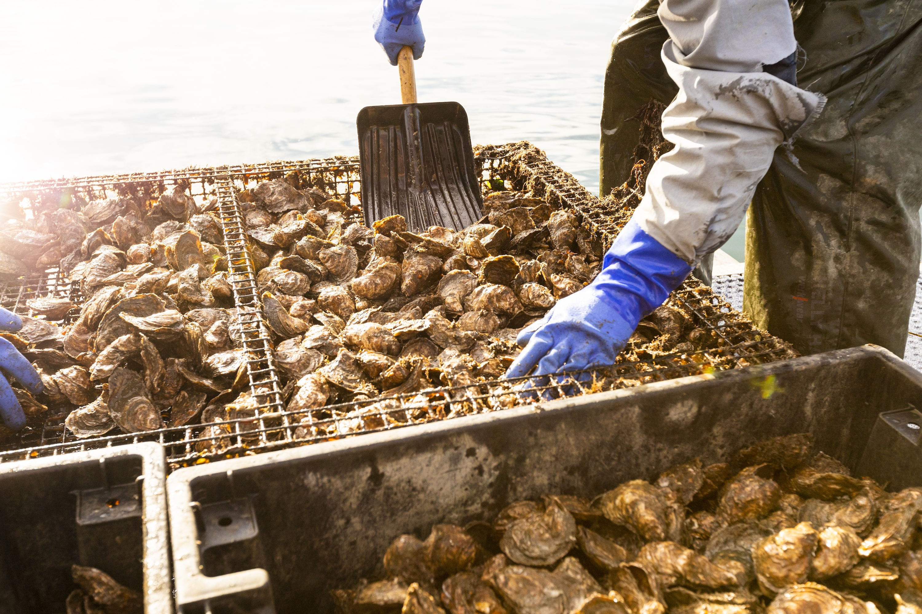 A person collecting oysters for aquaculturing.