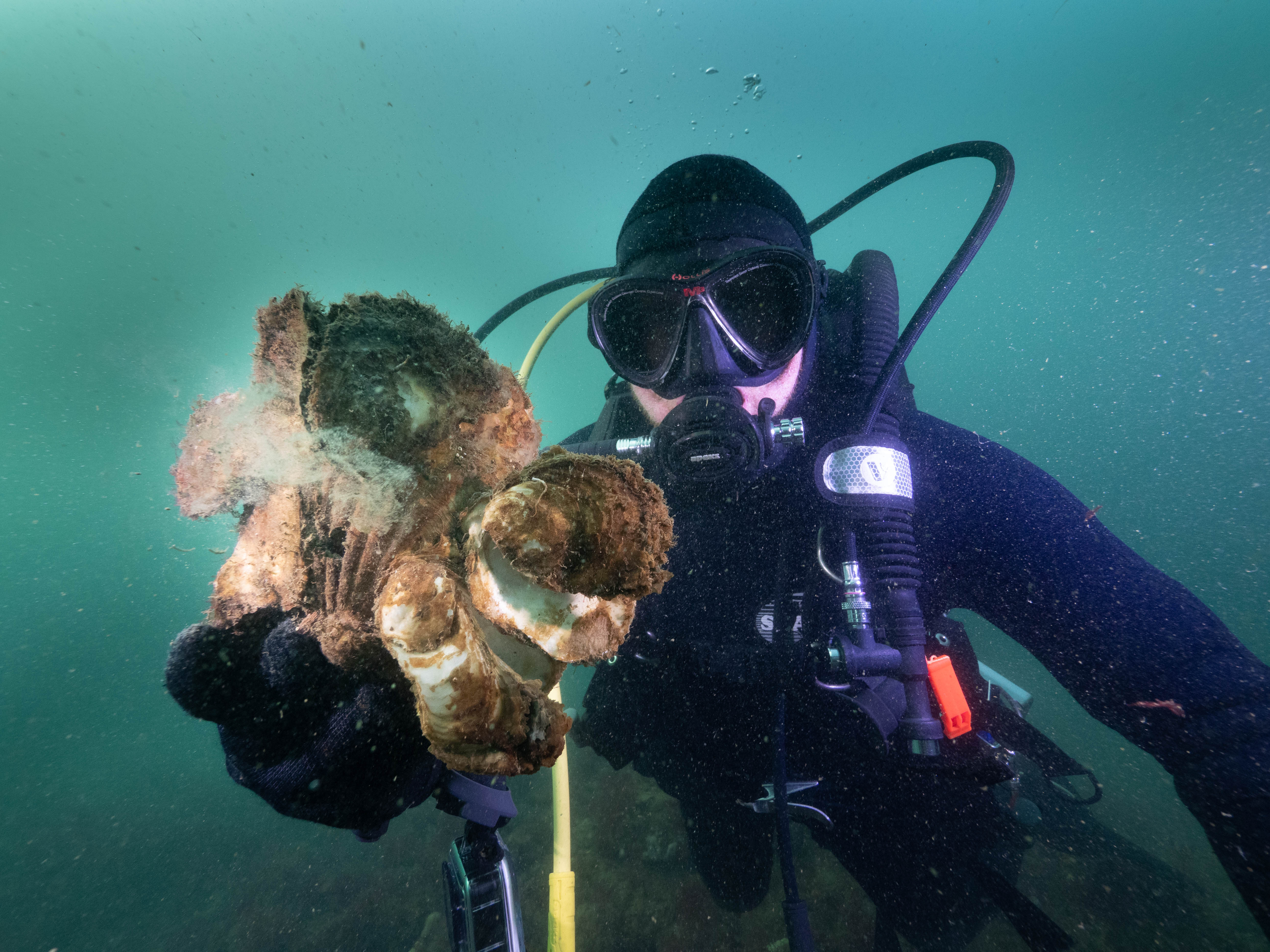 A diver floats underwater holding several large, brown oysters close to the camera.