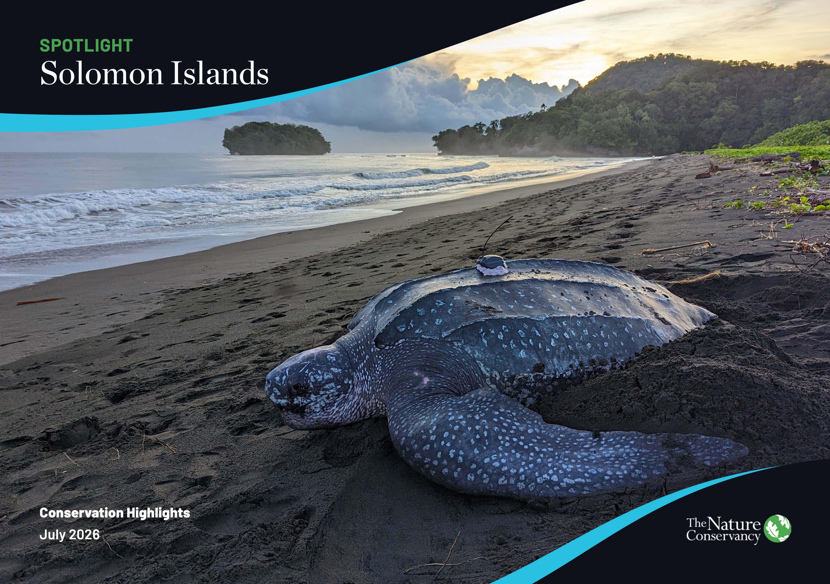 A large Western Pacific Leatherback turtle with a satellite tracker on its carapace makes her way back to sea.
