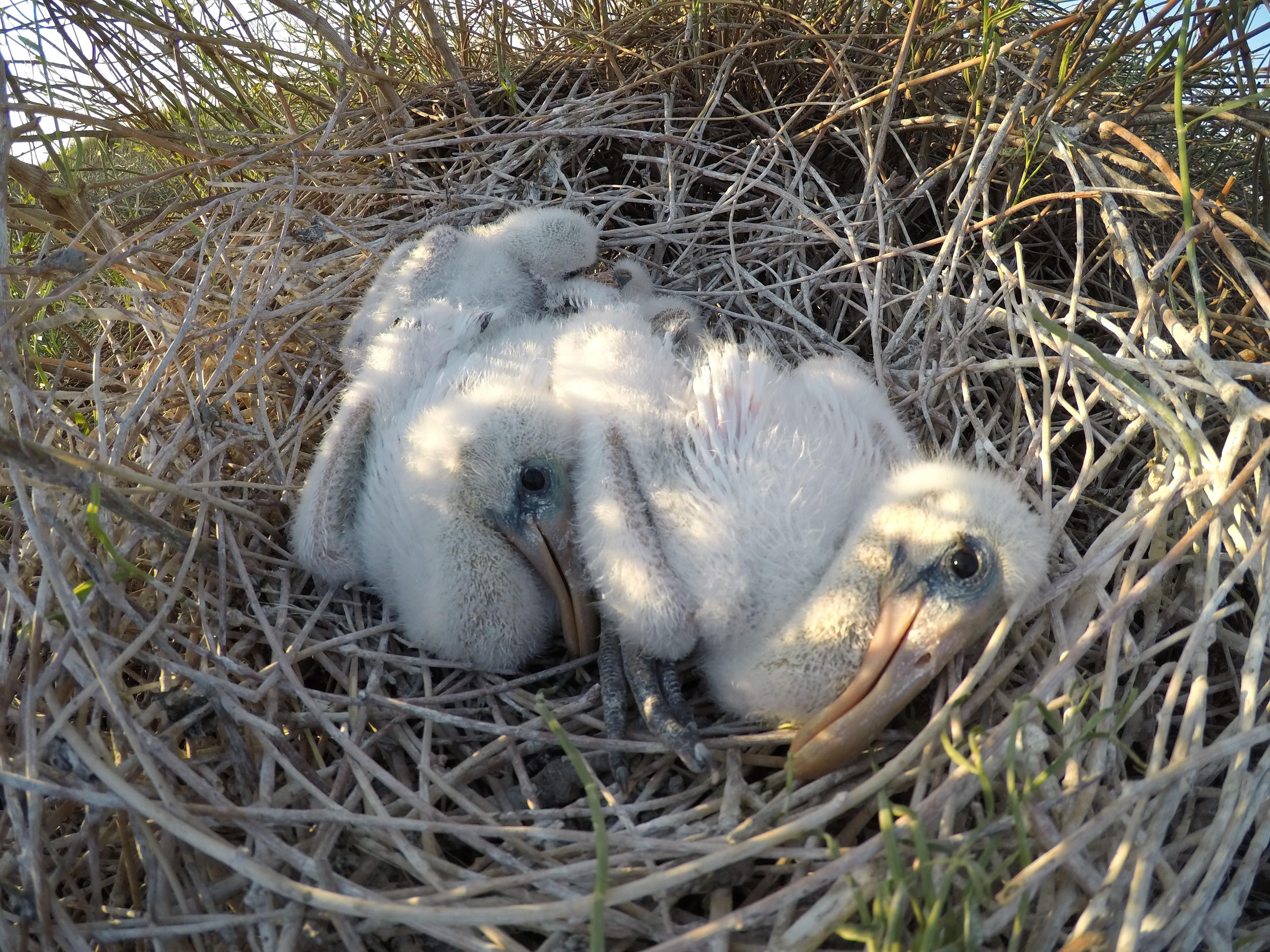 A few very young spoonbill chicks in a nest.