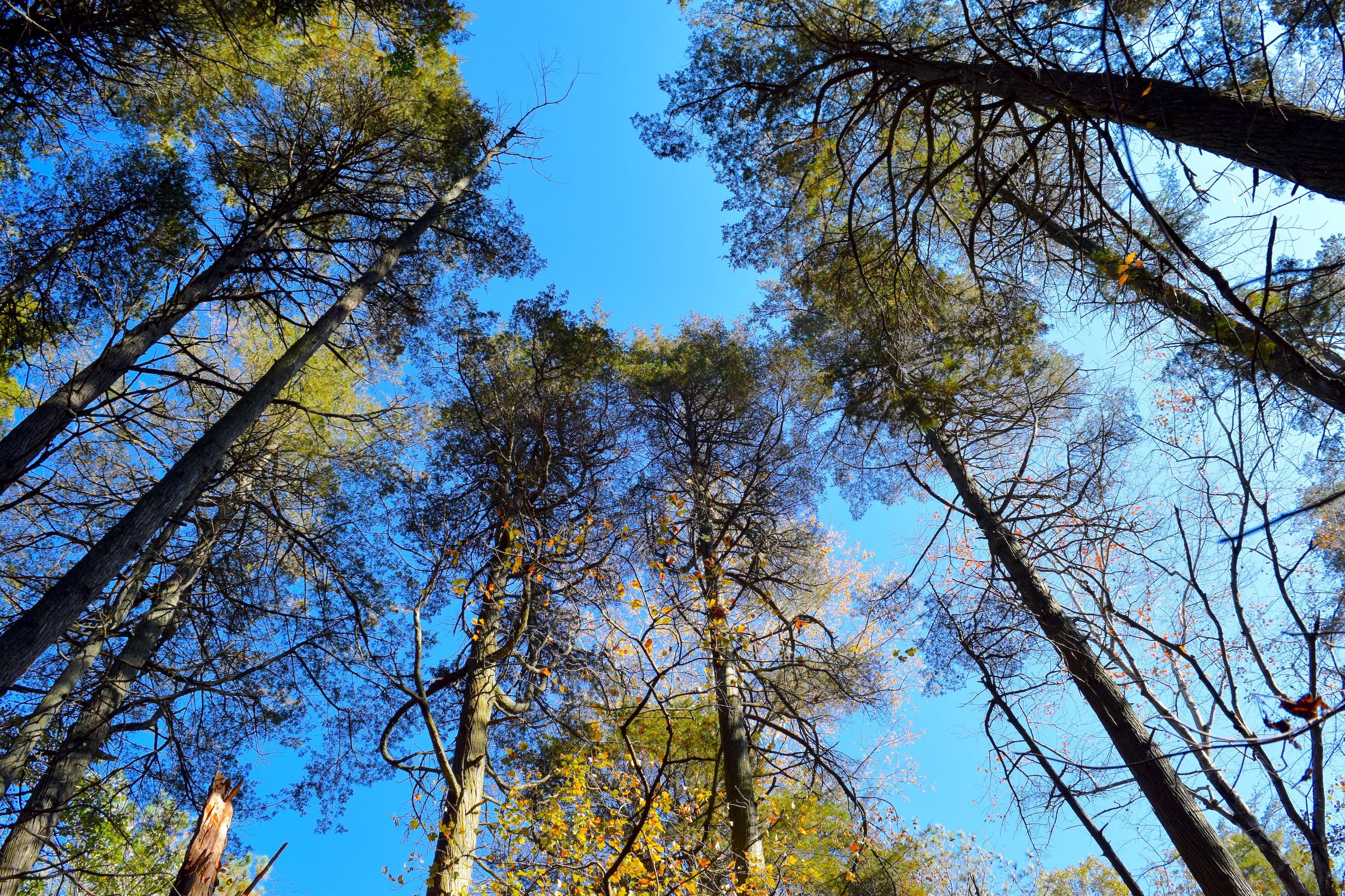 A view from the forest floor toward to sky of several tall trees against a bright blue sky.