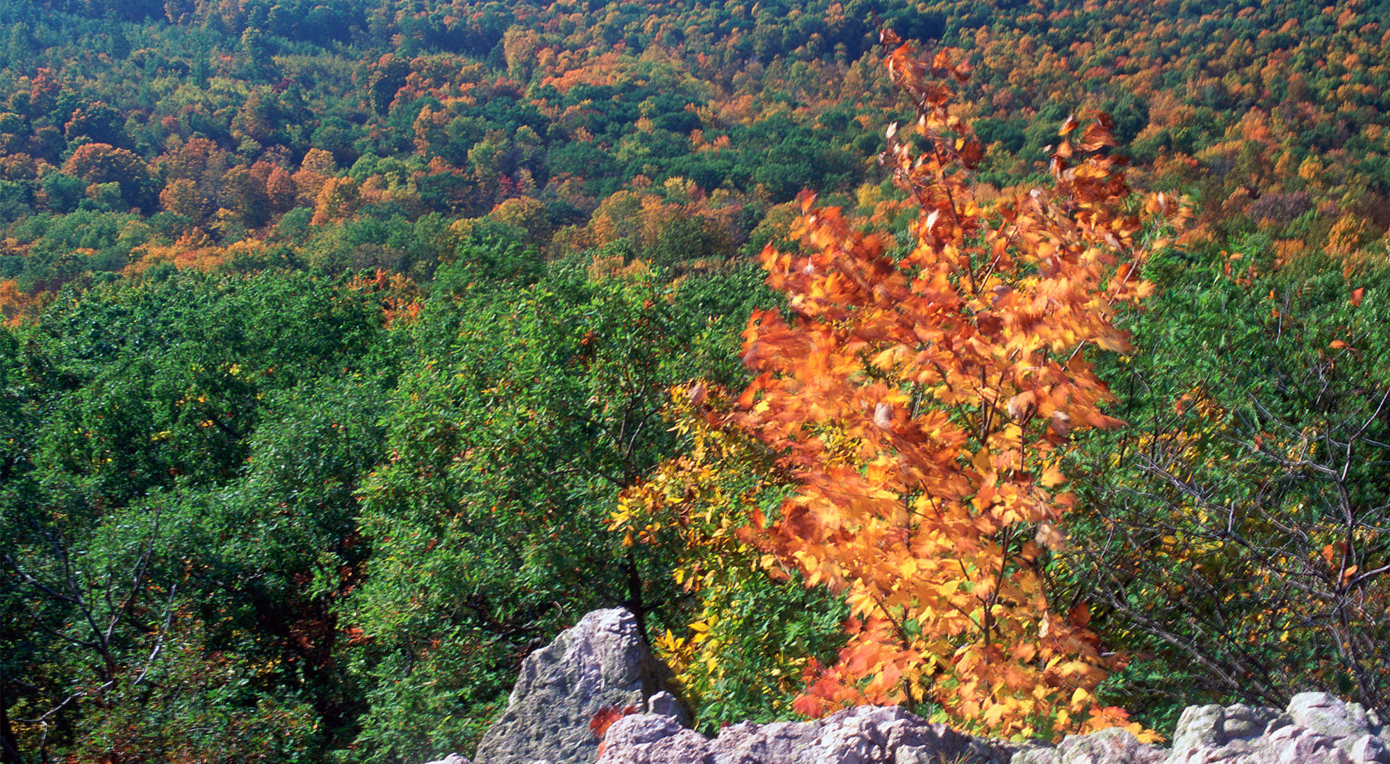 View from a rocky bluff over a large expanse of forest.