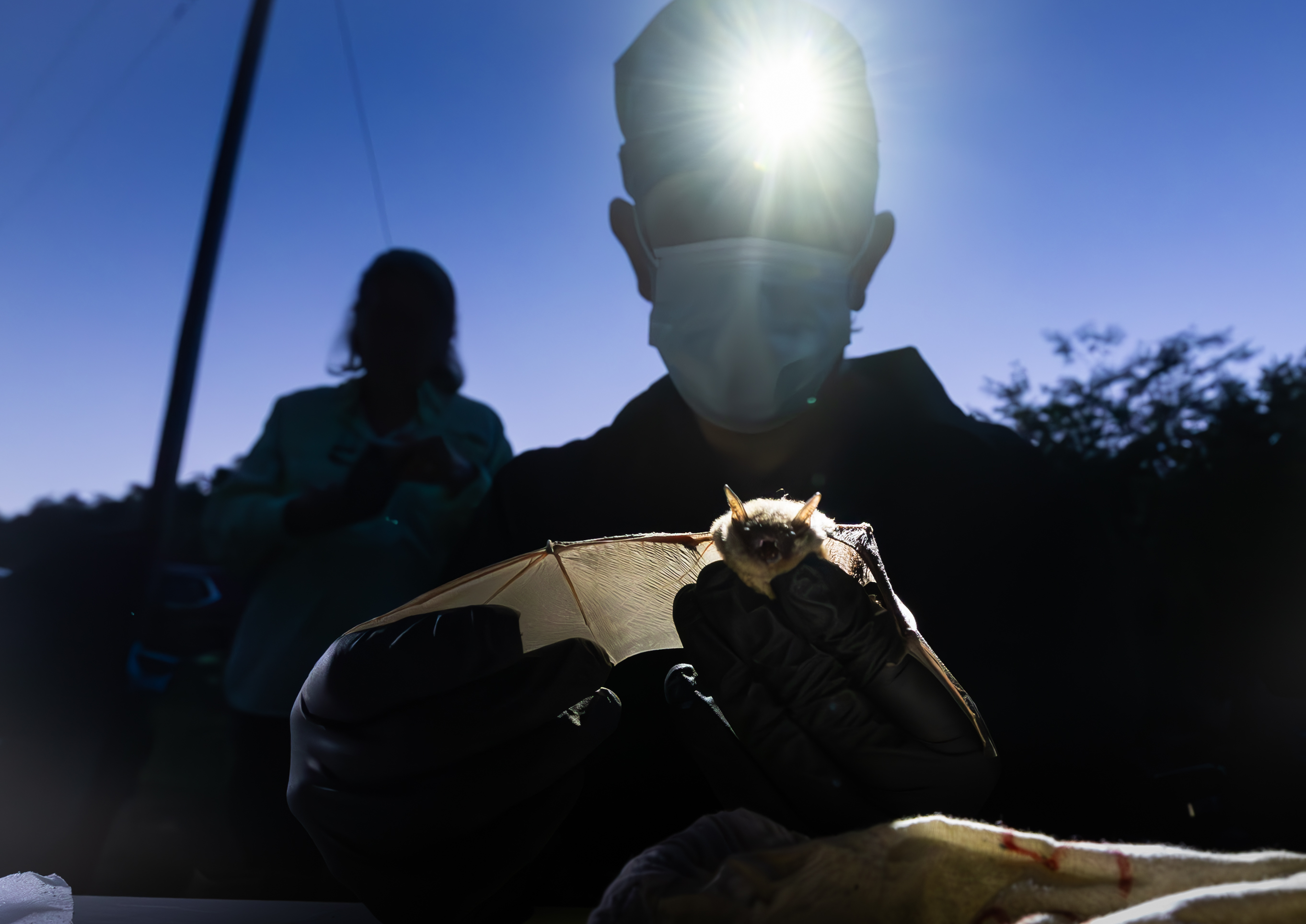 A scientist with a head light tagging a bat.