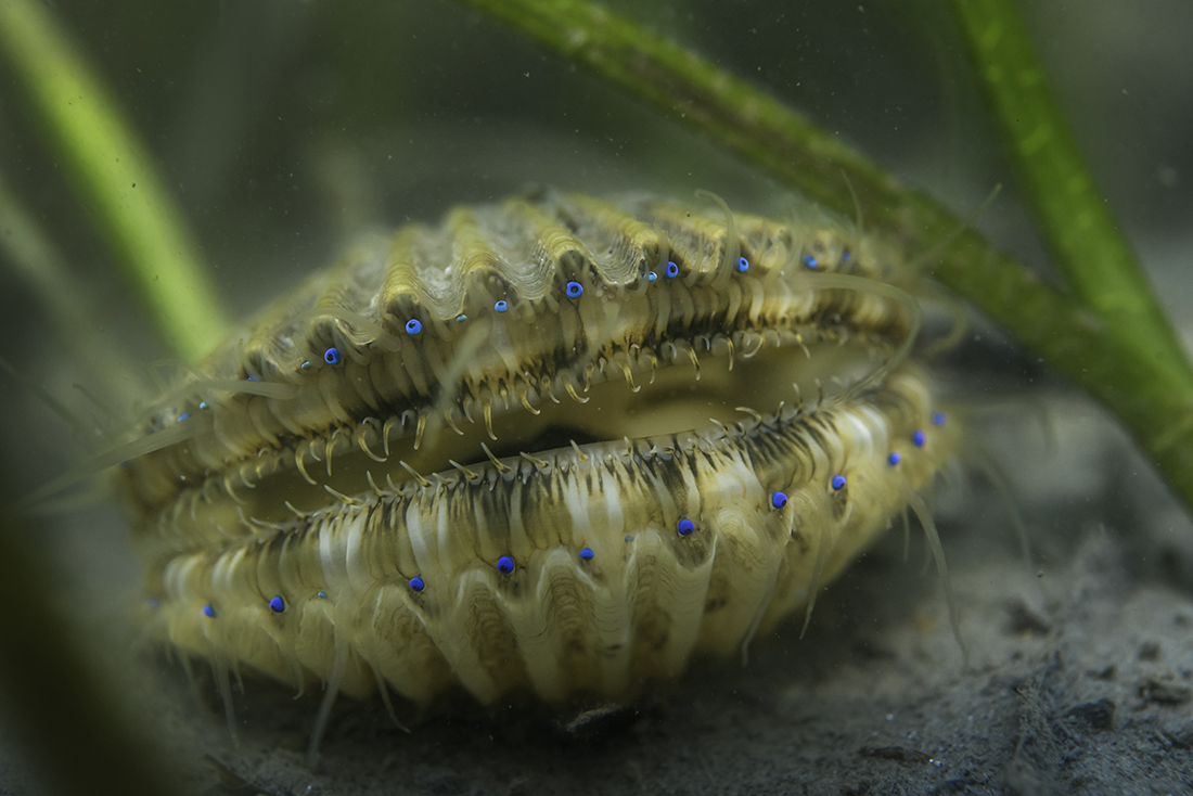 A scallop sits on the sandy bottom of a coastal bay.