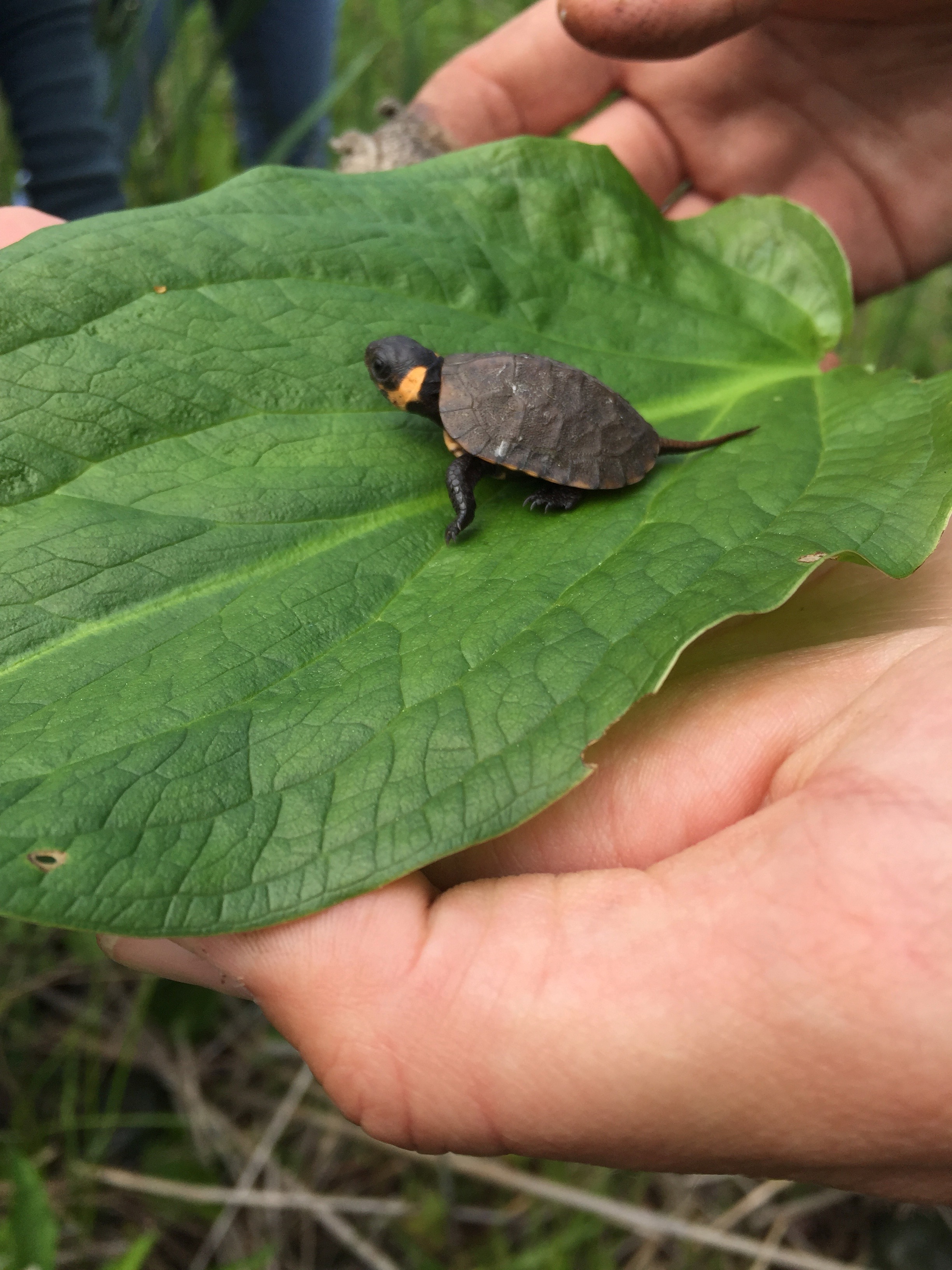 Close up of a baby bog turtle on a leaf.