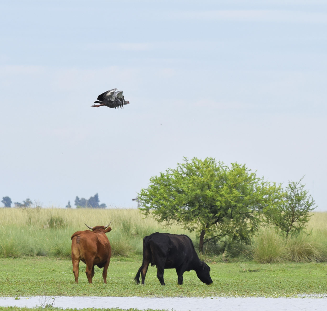 Dos vacas pastando con un arbol en el fondo, ganadería en los Bajos Submeridionales.
