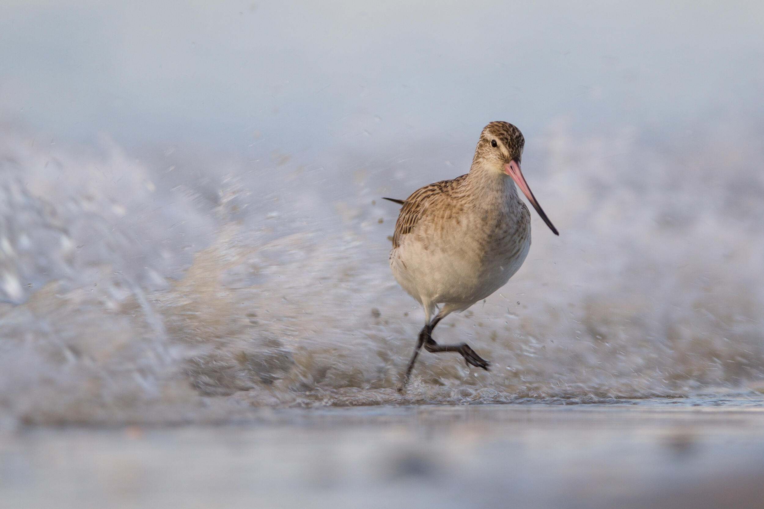 A bird dashing in the water.