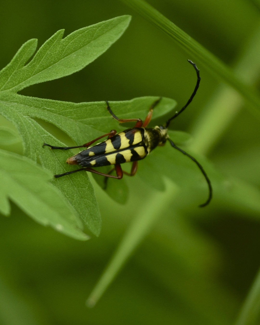 A lone black-and-yellow beetle resting on a bright green leaf with a green background. 