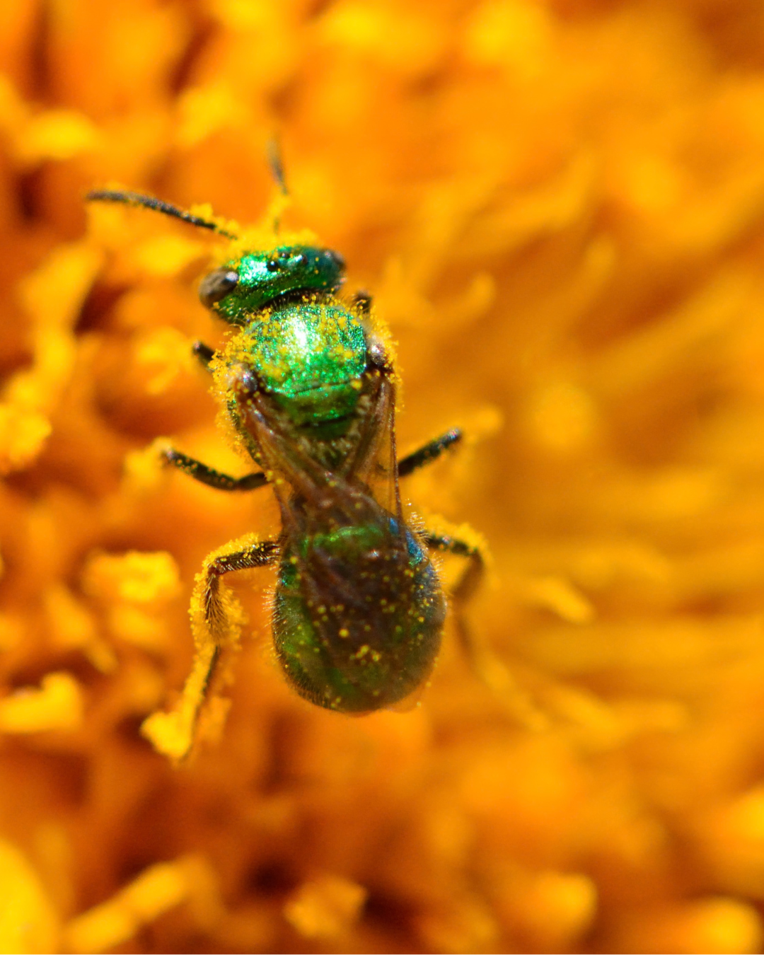 A metallic-colored beetle visits a bright yellow flower covered in yellow pollen. 