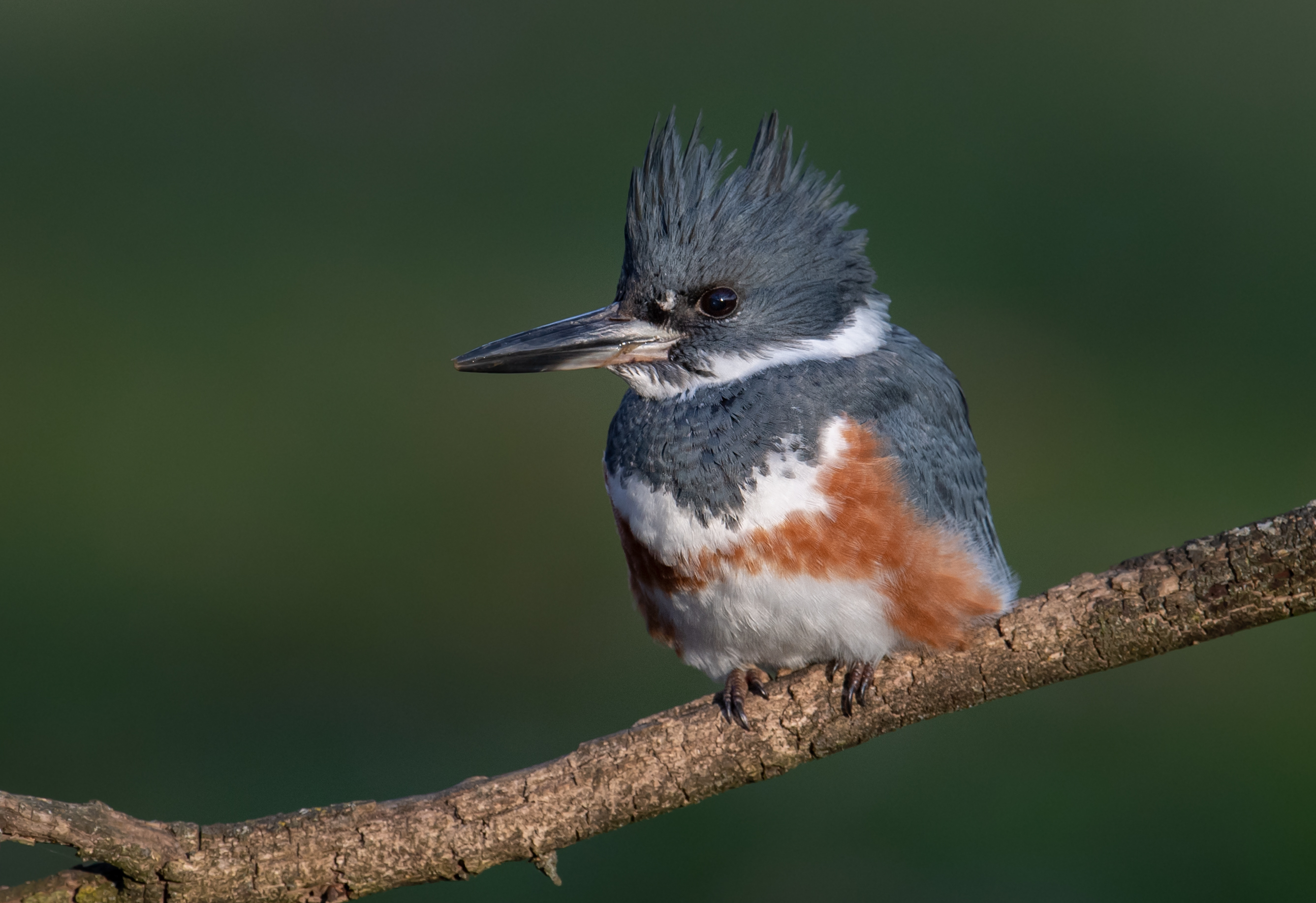 A small gray bird with a mohawk style of feathers on its head perches on a tree branch.