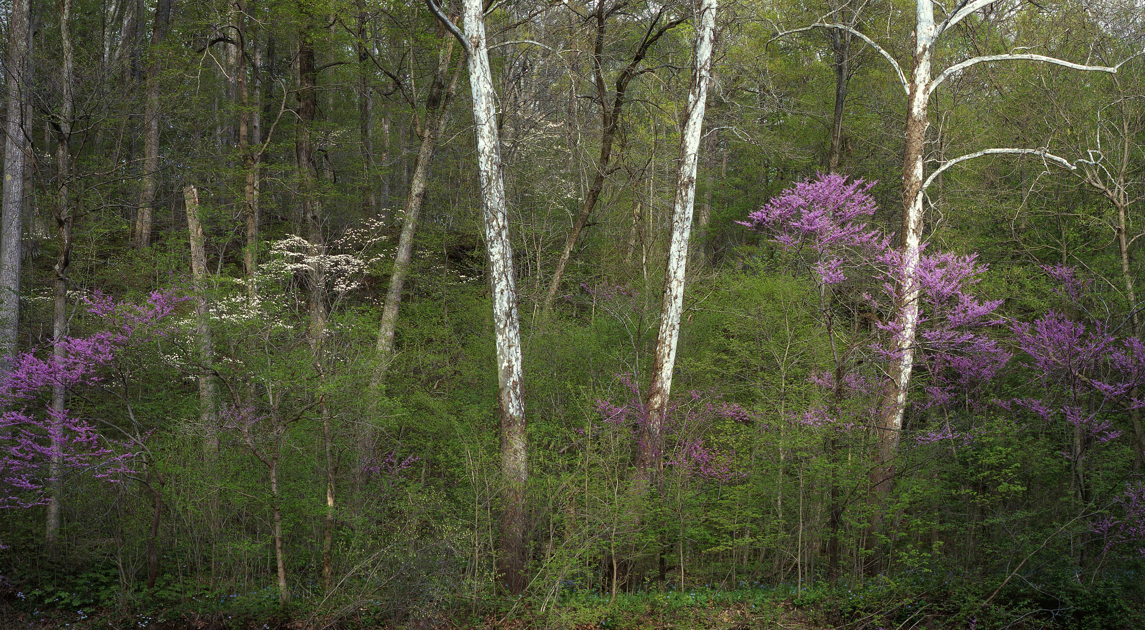 Redbud trees bloom in the forest.