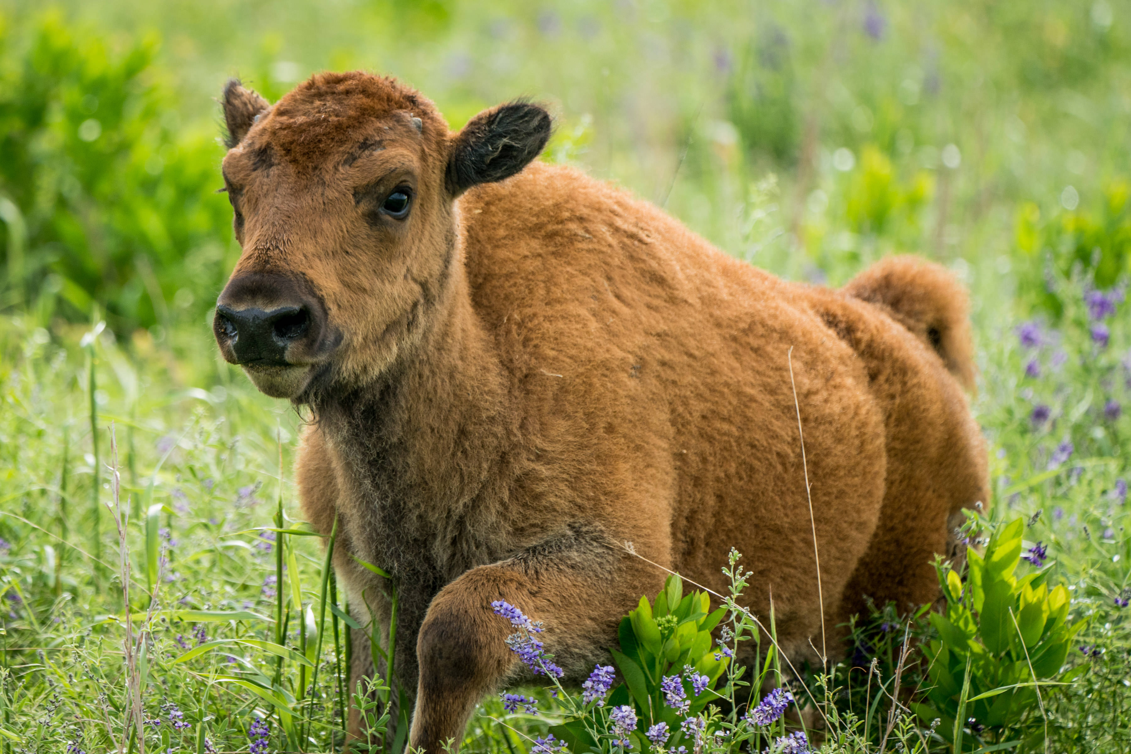 A young bison calf roaming through the blooming wildflowers at Joseph H. Williams Tallgrass Prairie Preserve.
