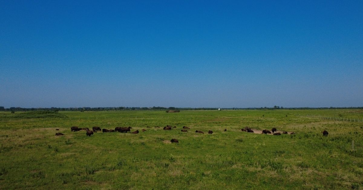 Drone shot of a herd of bison lounging in the lush green grass on a sunny day. 