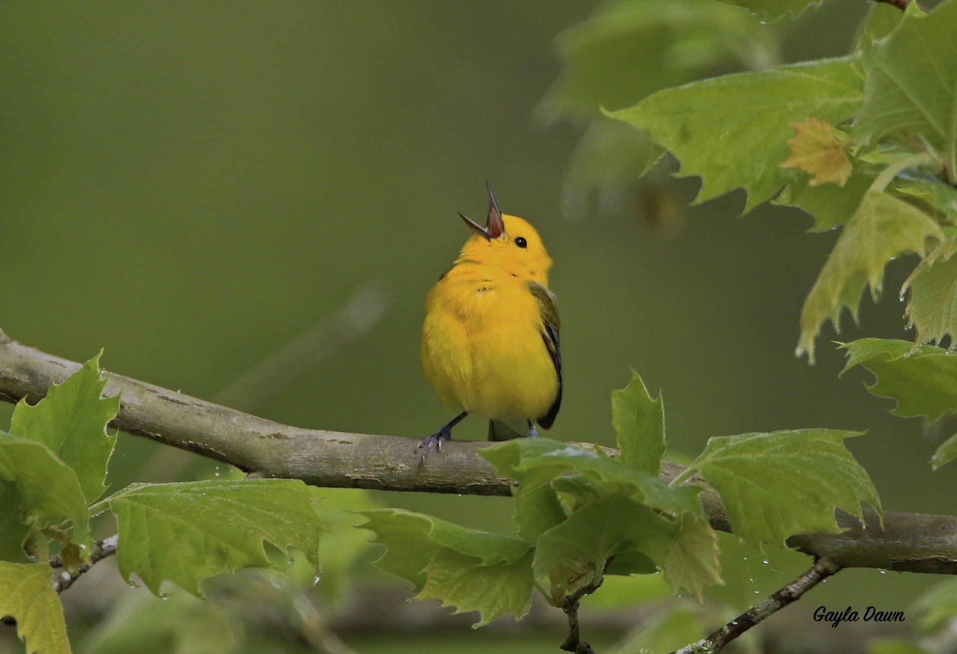 A yellow bird sings while resting on a tree branch.