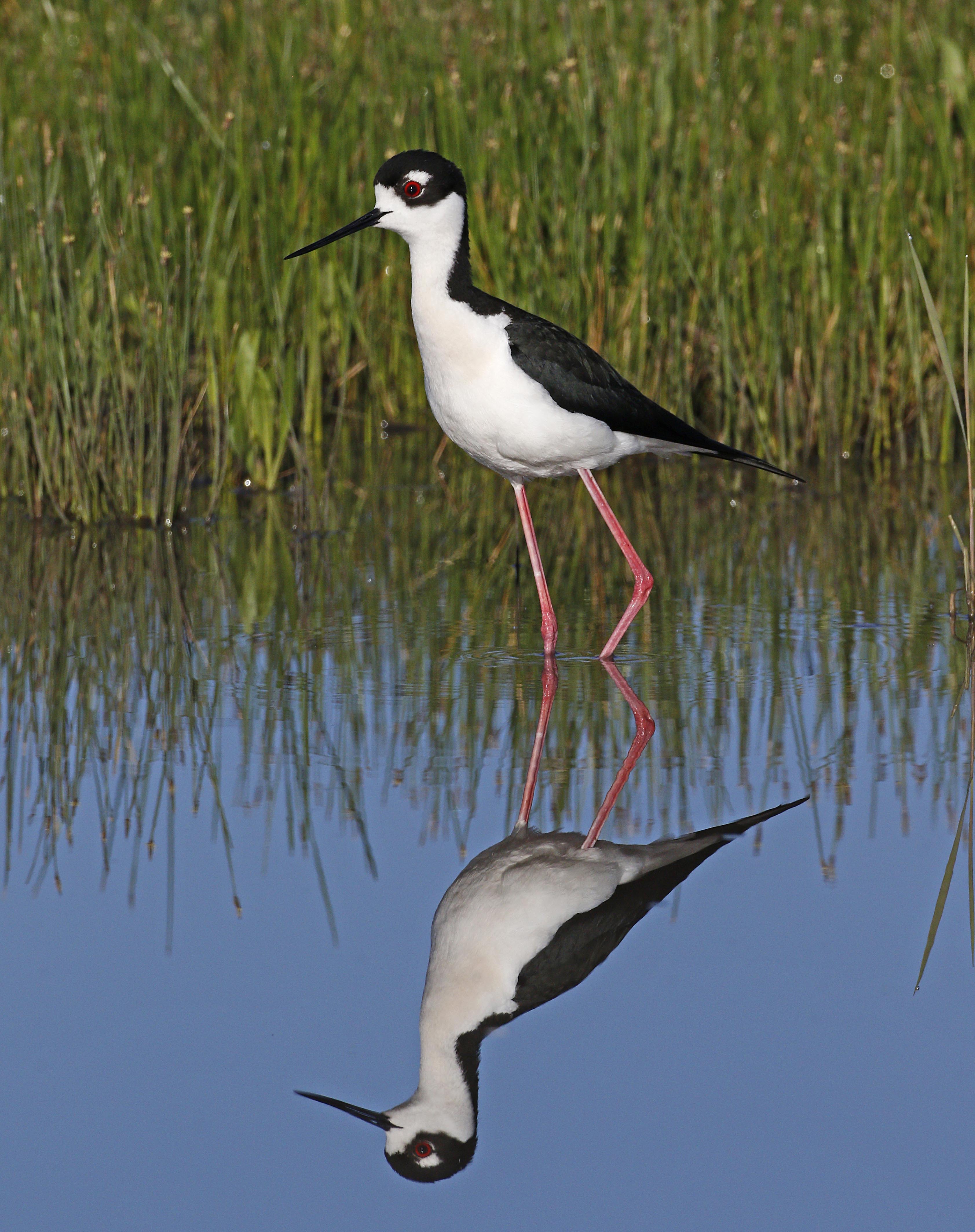 A black and white bird's reflection shows up in the surrounding water.