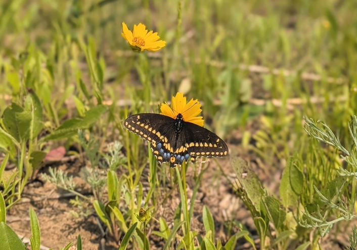 A black and yellow butterfly, with some blue fringe, visits a yellow flower.
