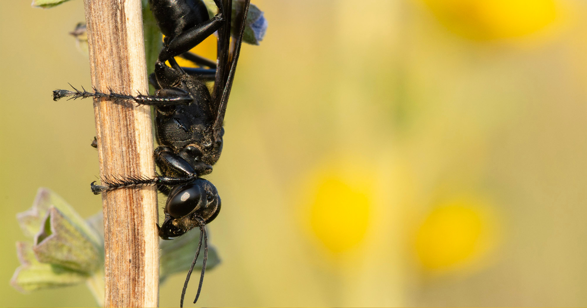 A close-up look of a black was resting on the brown stalk of a plant in the prairie. 