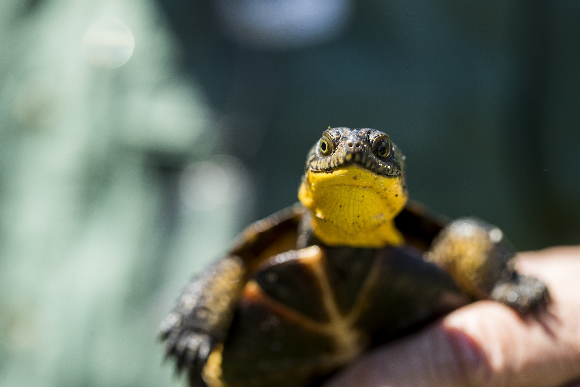 A turtle with a yellow neck rests on a rock.