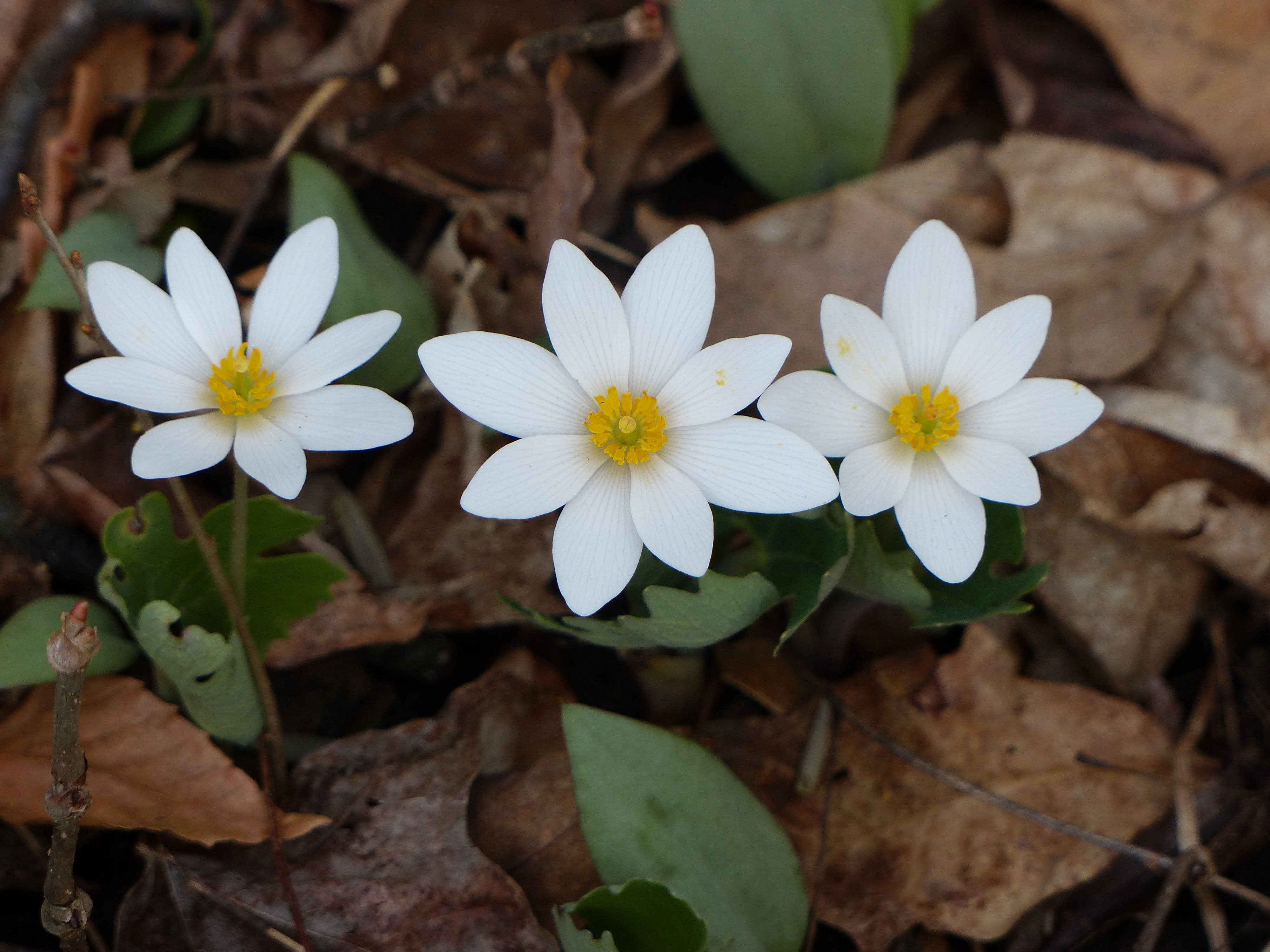 Three bloodroot blossoms bloom on forest floor.
