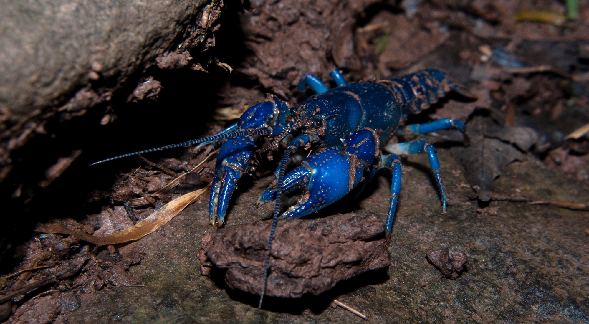 A vibrant blue crawfish sits on a rock.