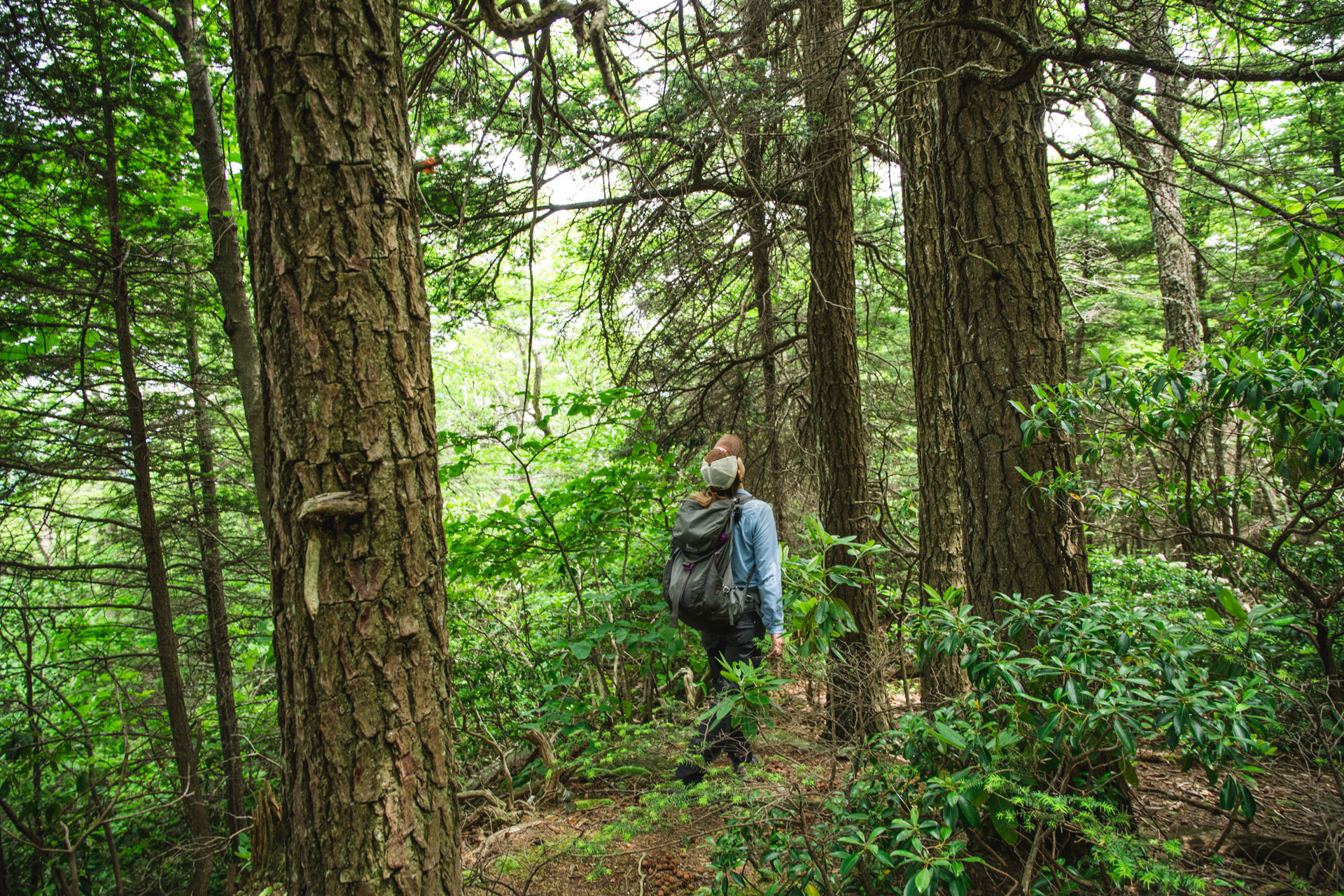 A hiker on a trail looks up to the sky, surrounded by a forest.