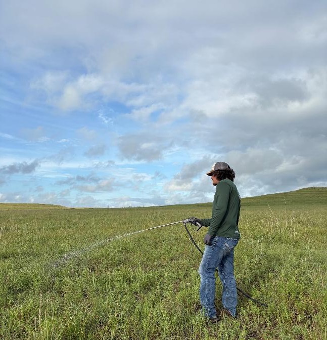 A man sprays herbicide on an invasive plant.