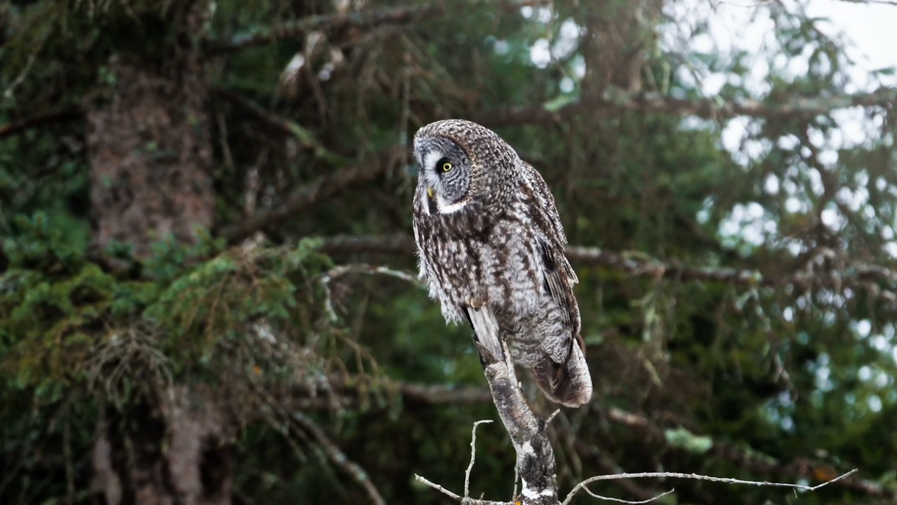 A Great Gray Owl (Strix nebulosa) perches on a tree over the winter landscape of the Bois Forte Reservation in Minnesota, U.S.