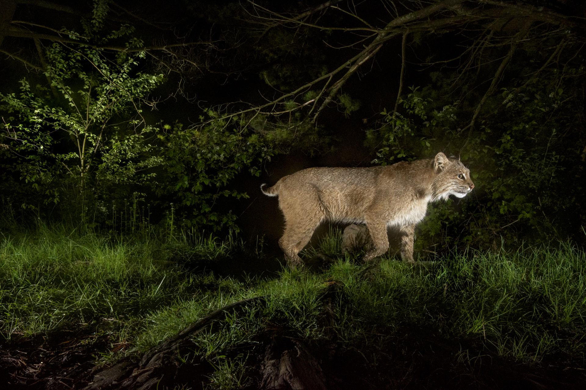 A camera trap image of a bobcat.