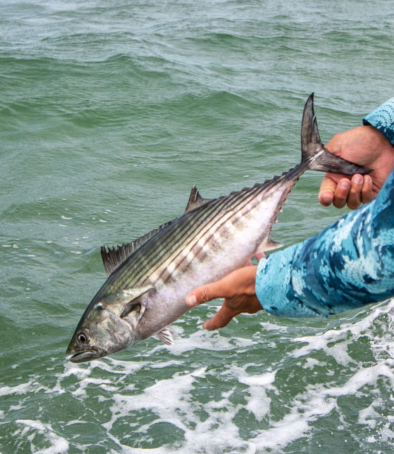 Close up of an Atlantic bonito being caught in the ocean. 