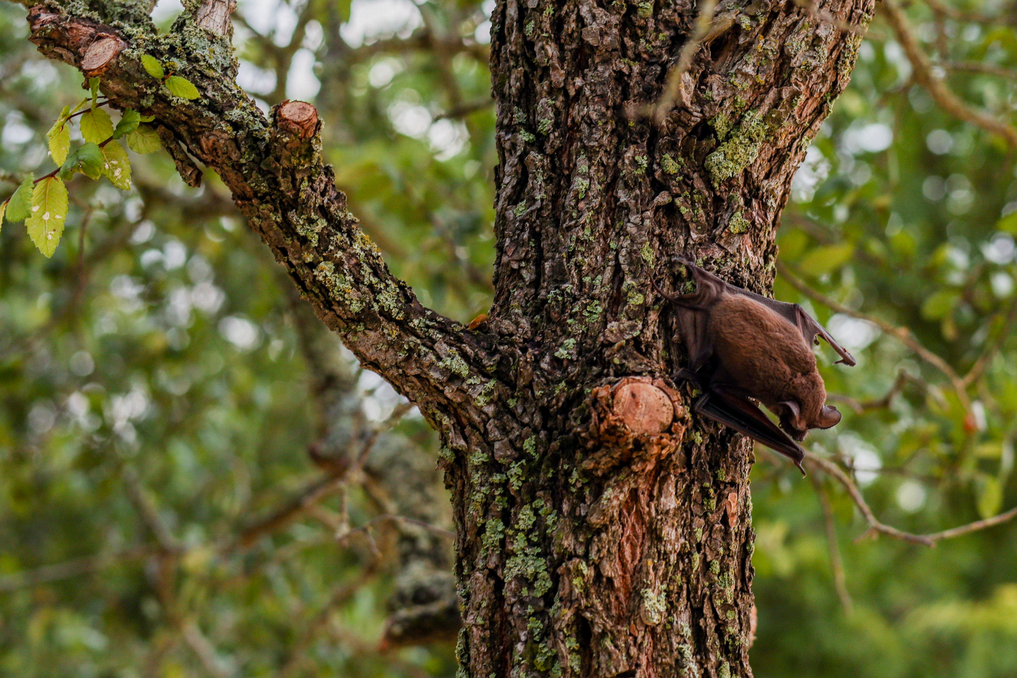 A brown bat hangs from a tree.