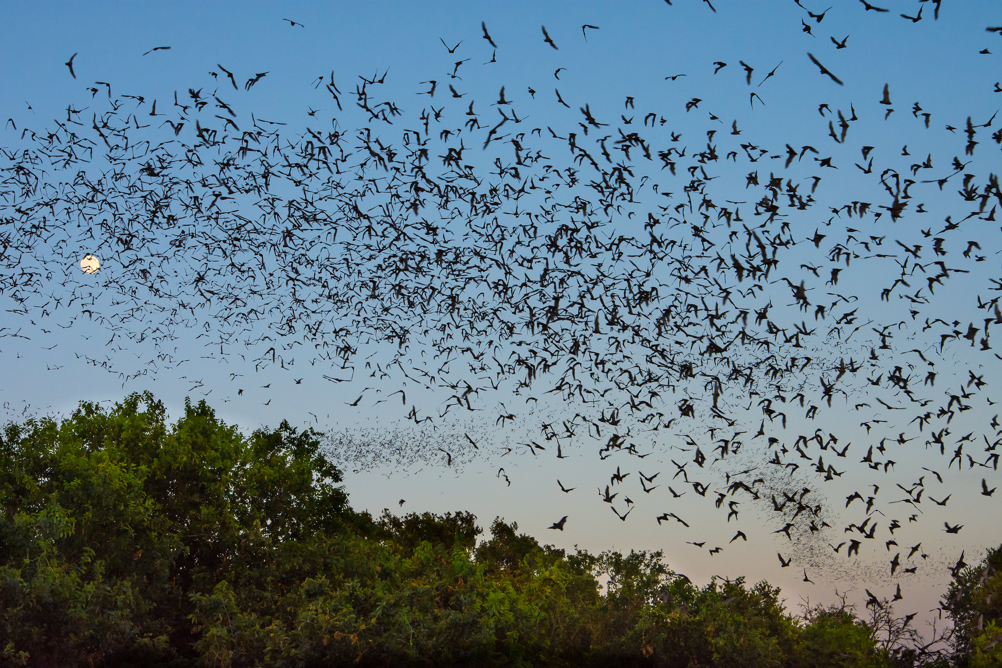 A dusky sky frames a large group of flying bats.